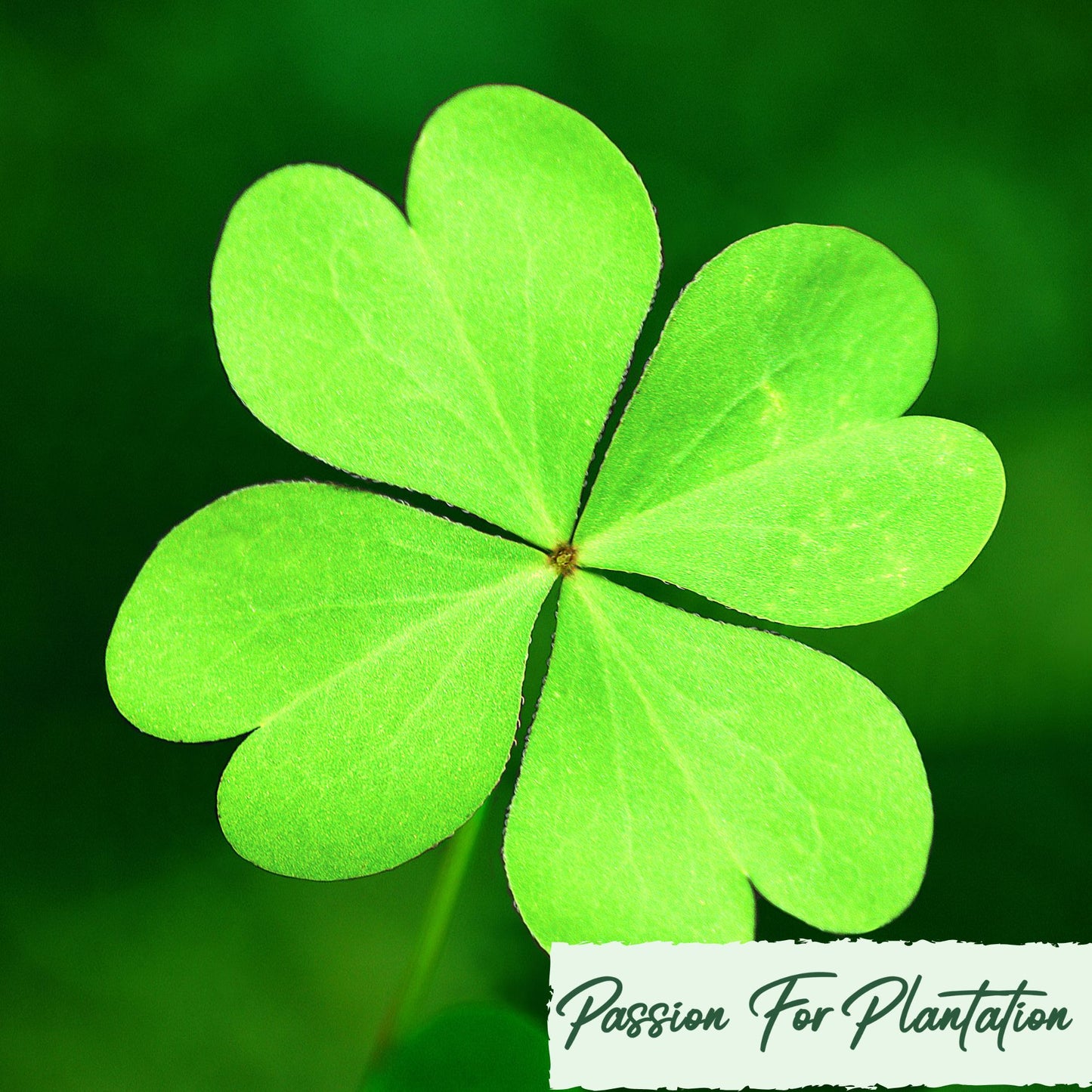 100Pcs Ethereal Four Leaf Clover Seeds