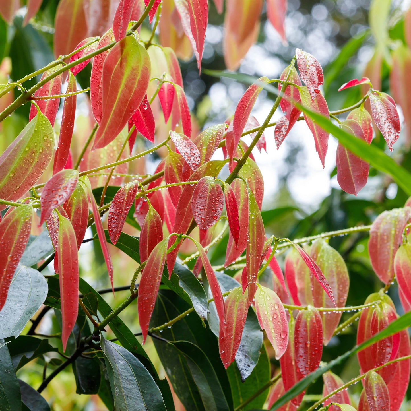 20PCs Cinnamon Tree Seeds, Easy to Grow Spice