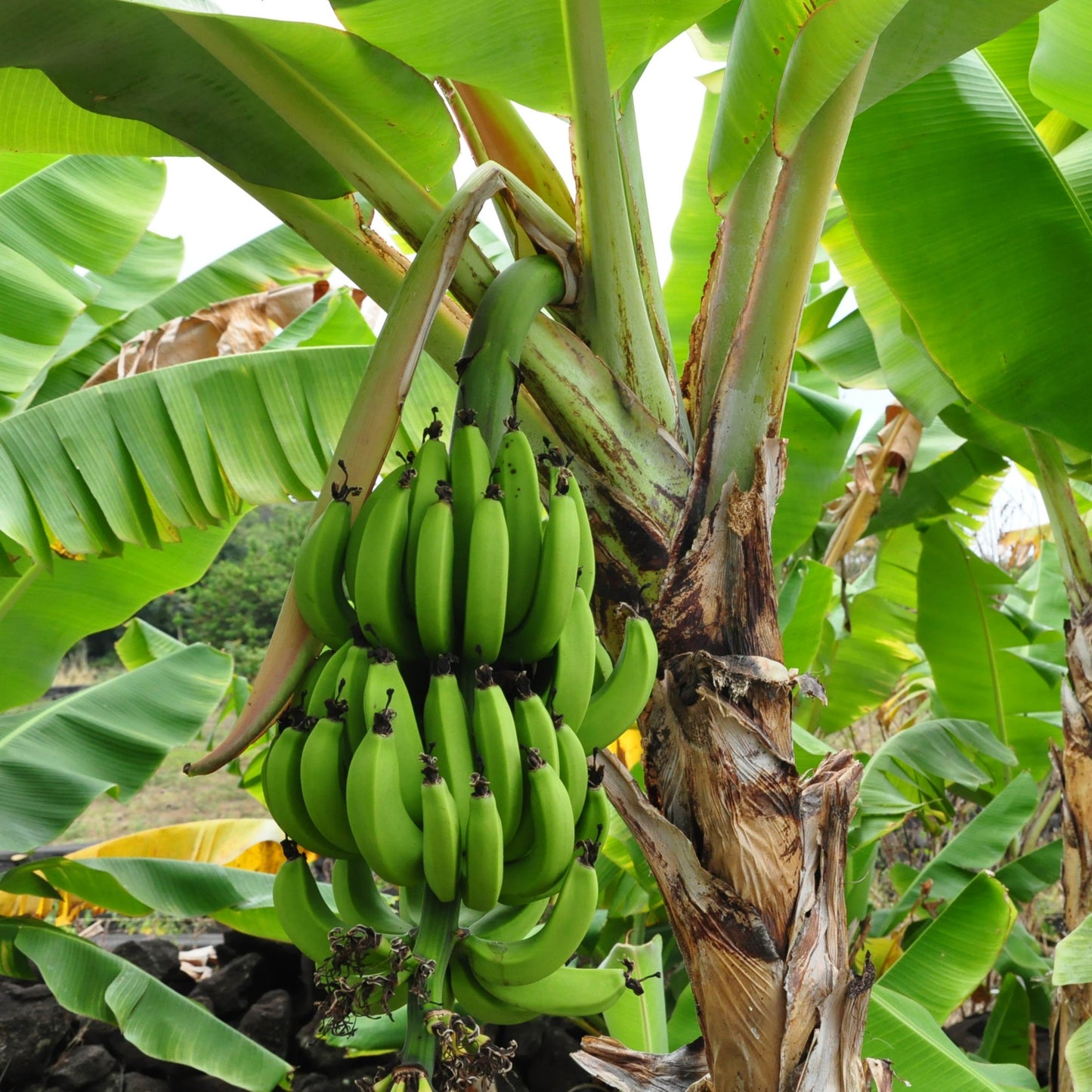 30Pcs Banana Plant Seeds