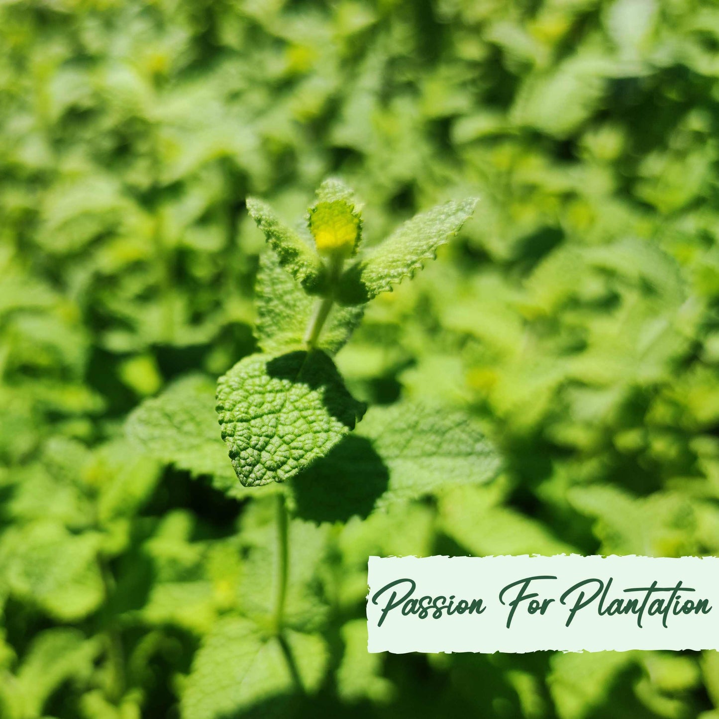 100Pcs Pennyroyal Mint Herb Seeds
