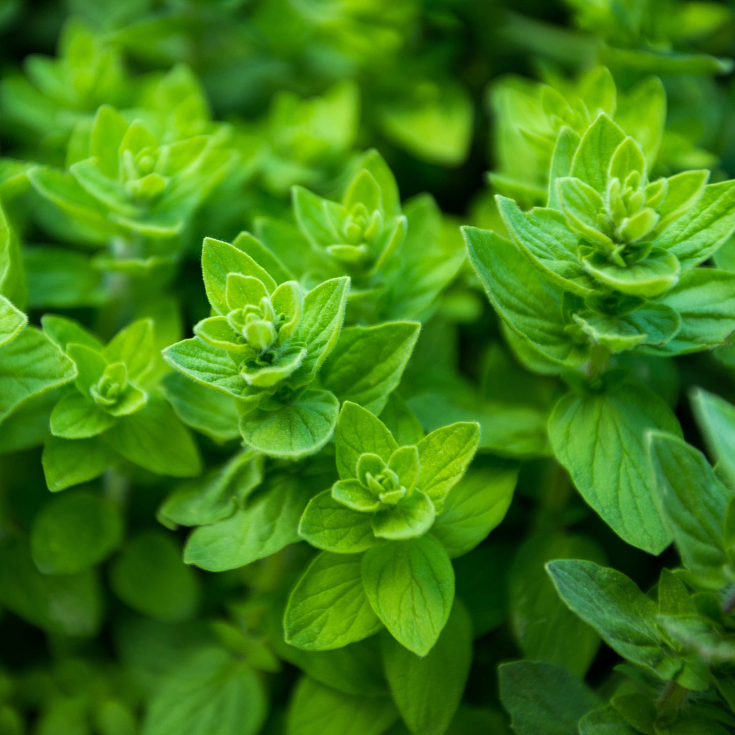 100pcs Oregano Herb Seeds