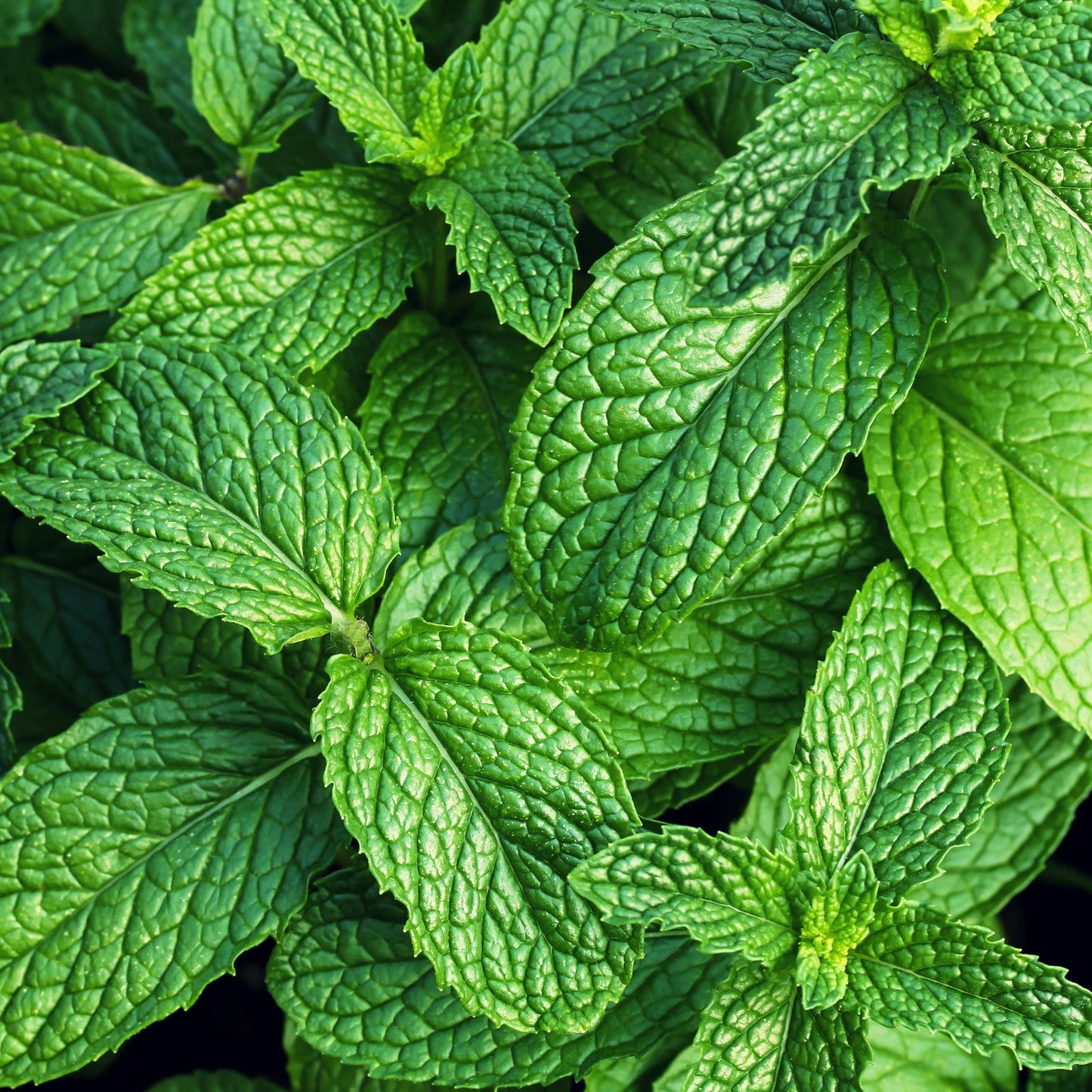 20Pcs Organic Mint Plant (Mentha Gattefossei) Seeds