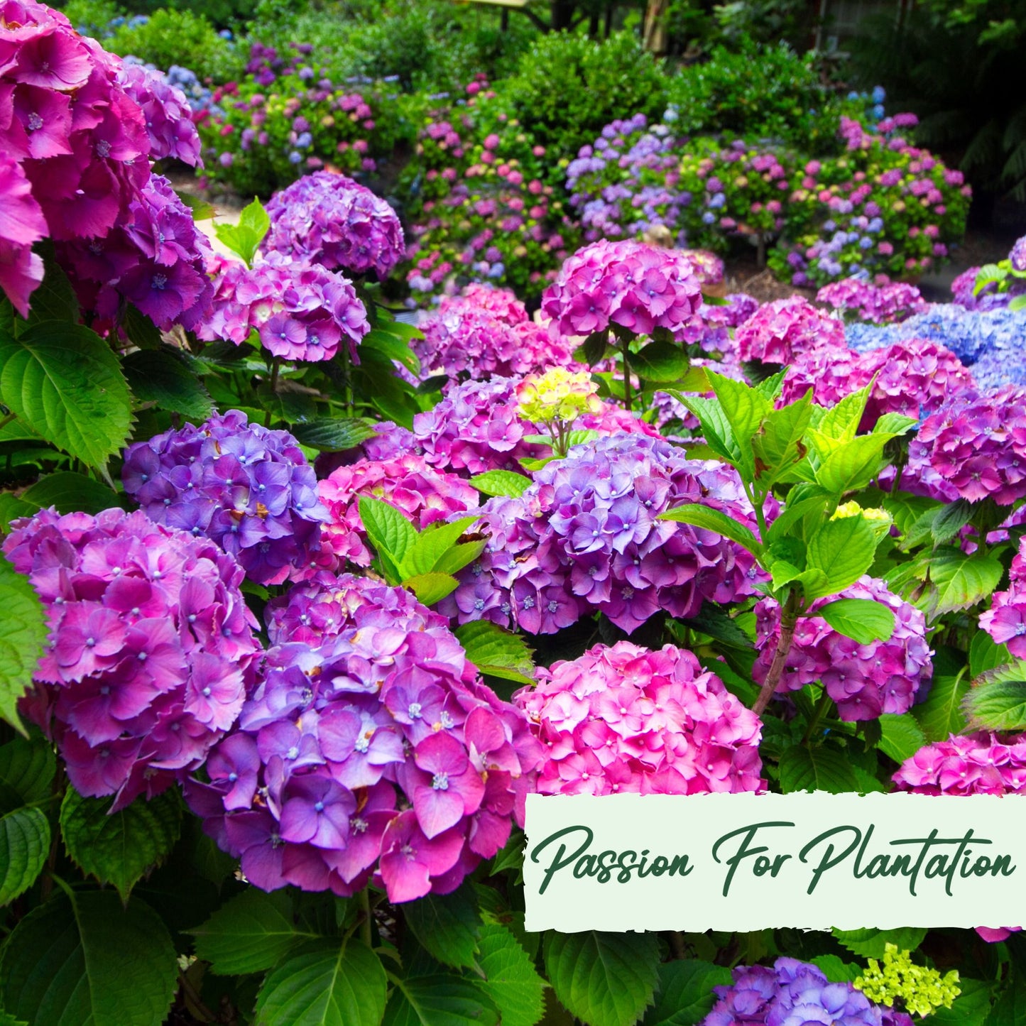 50Pc Emperor Hydrangea Flower Seeds Pack
