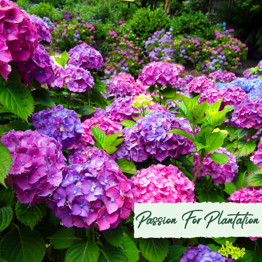 50Pc Emperor Hydrangea Flower Seeds Pack