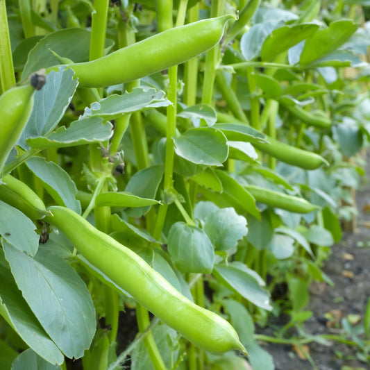 Organic Broad Bean Seeds Pack