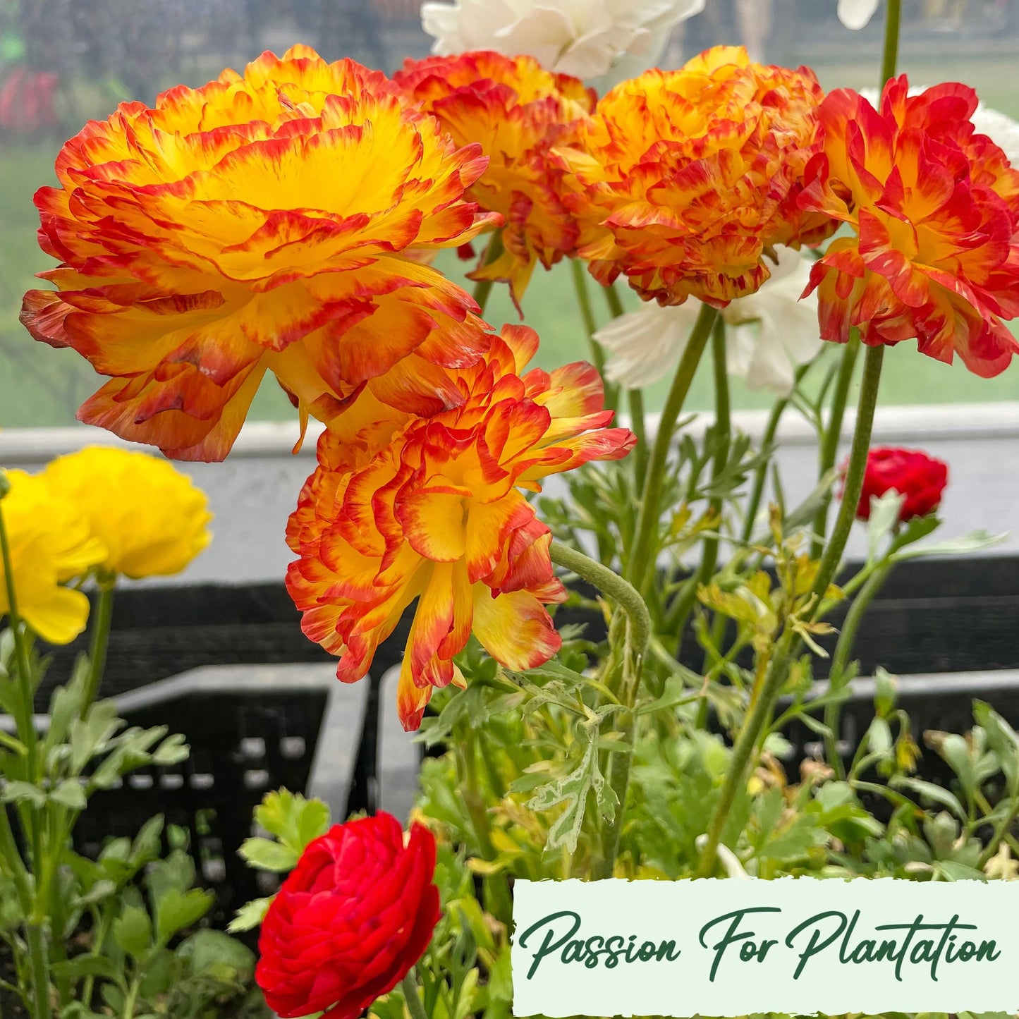 100Pcs Royal Ranunculus Asiaticus Seeds