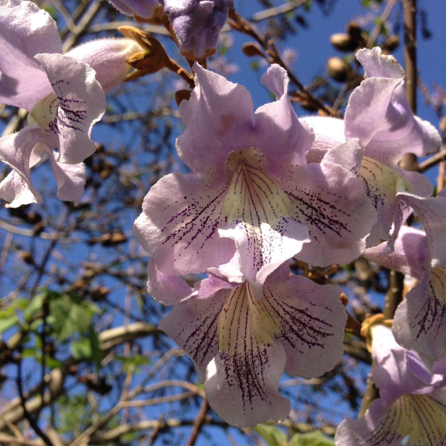 100Pcs Royal Empress Tree Seeds (Paulownia tomentosa), Flower Seeds