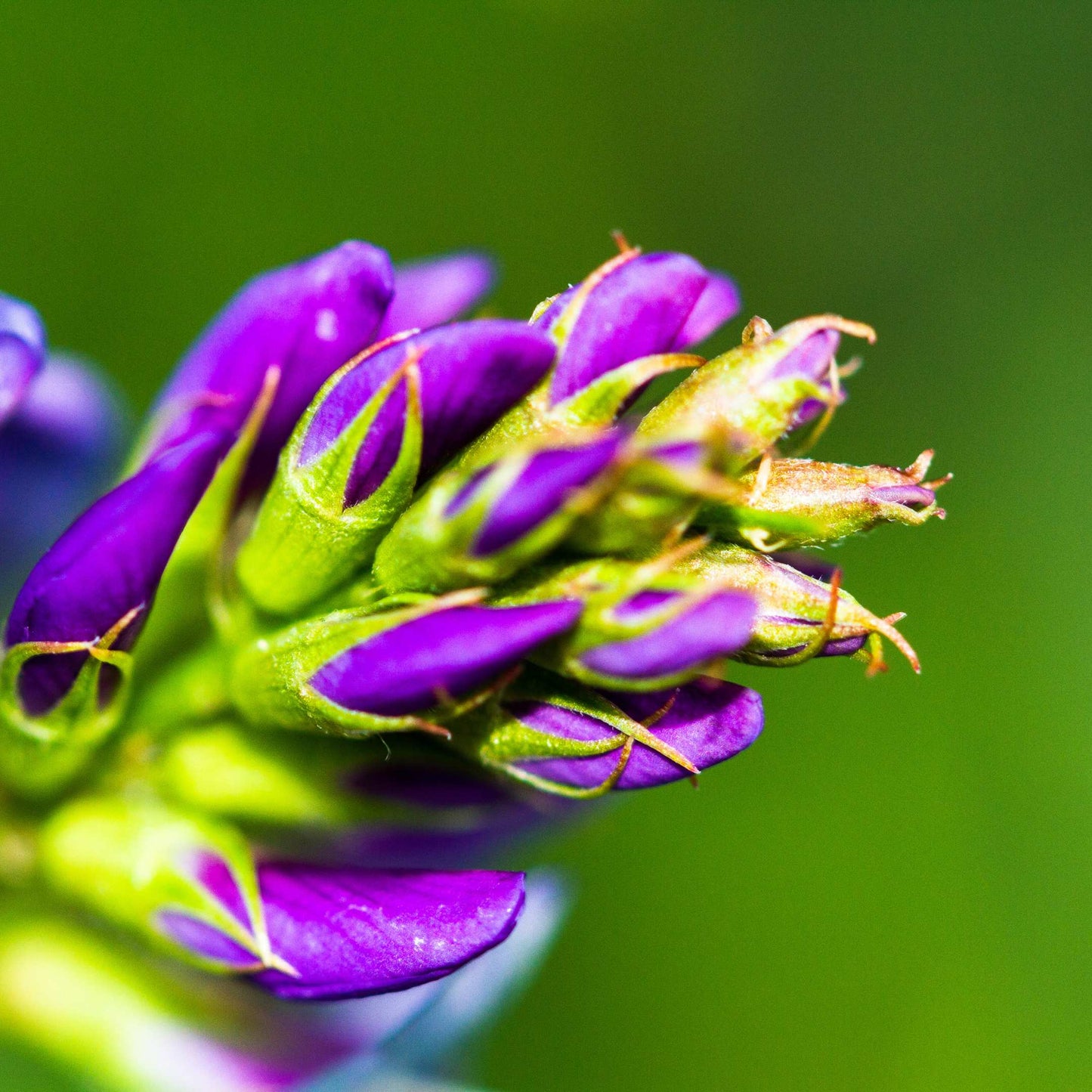 100Pcs Lupine Russel Mix Flower Seeds
