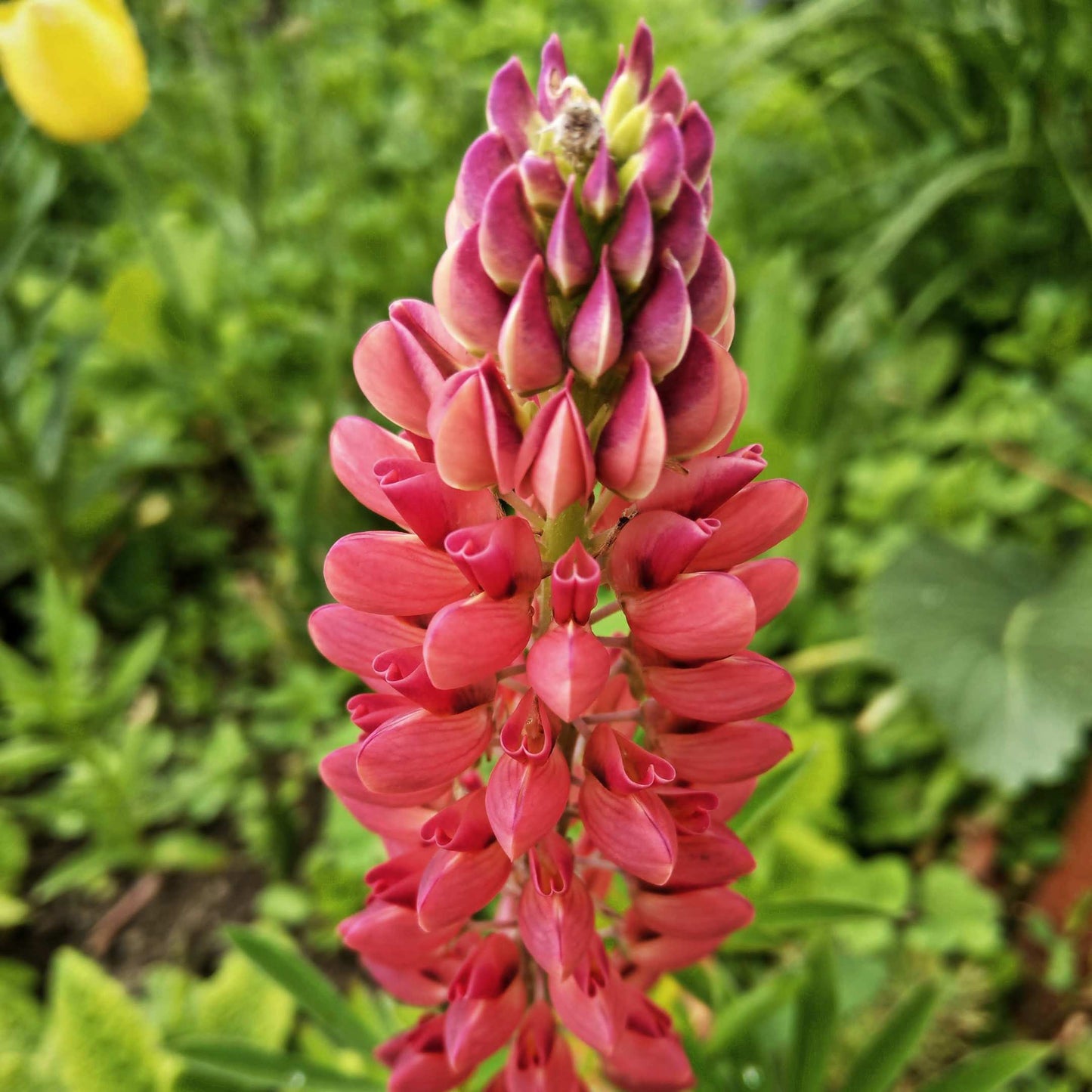 100Pcs Lupine Russel Mix Flower Seeds