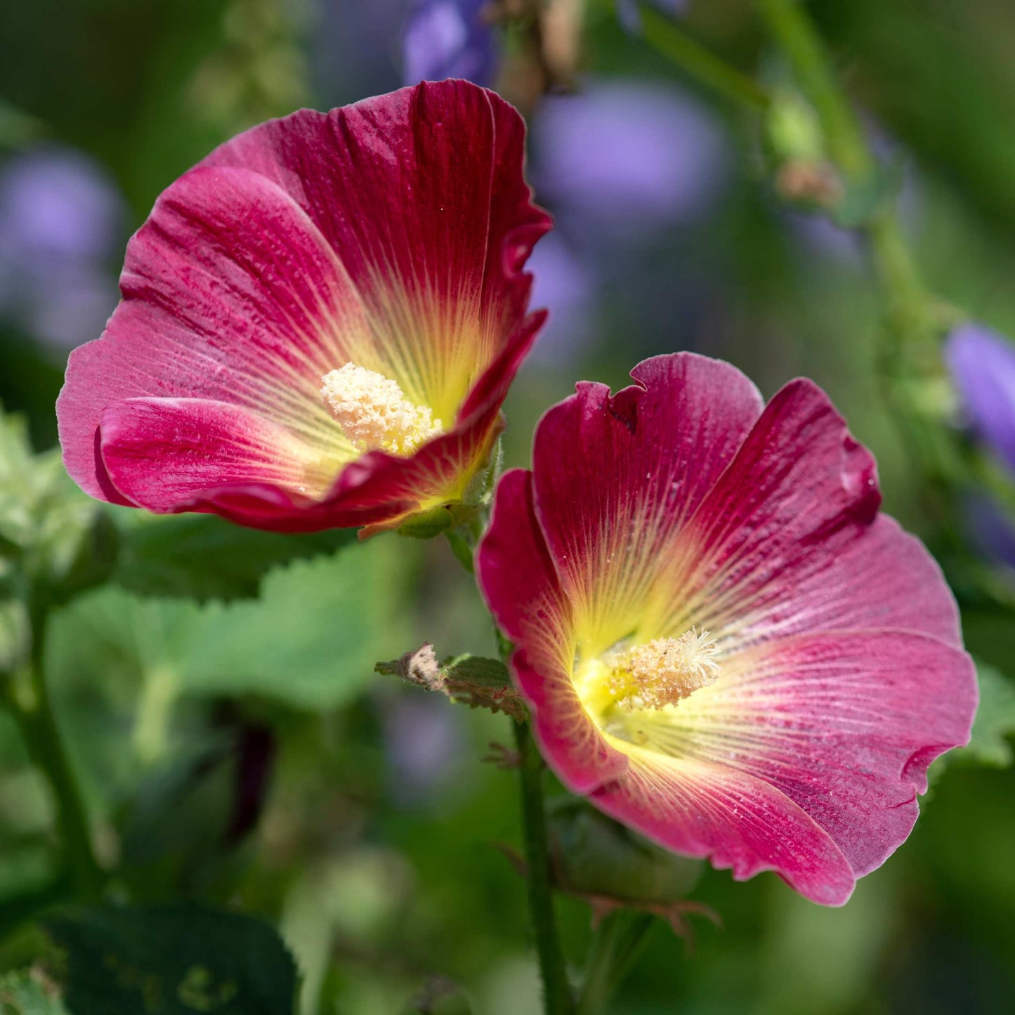 200Pcs Hollyhock Seeds Pack