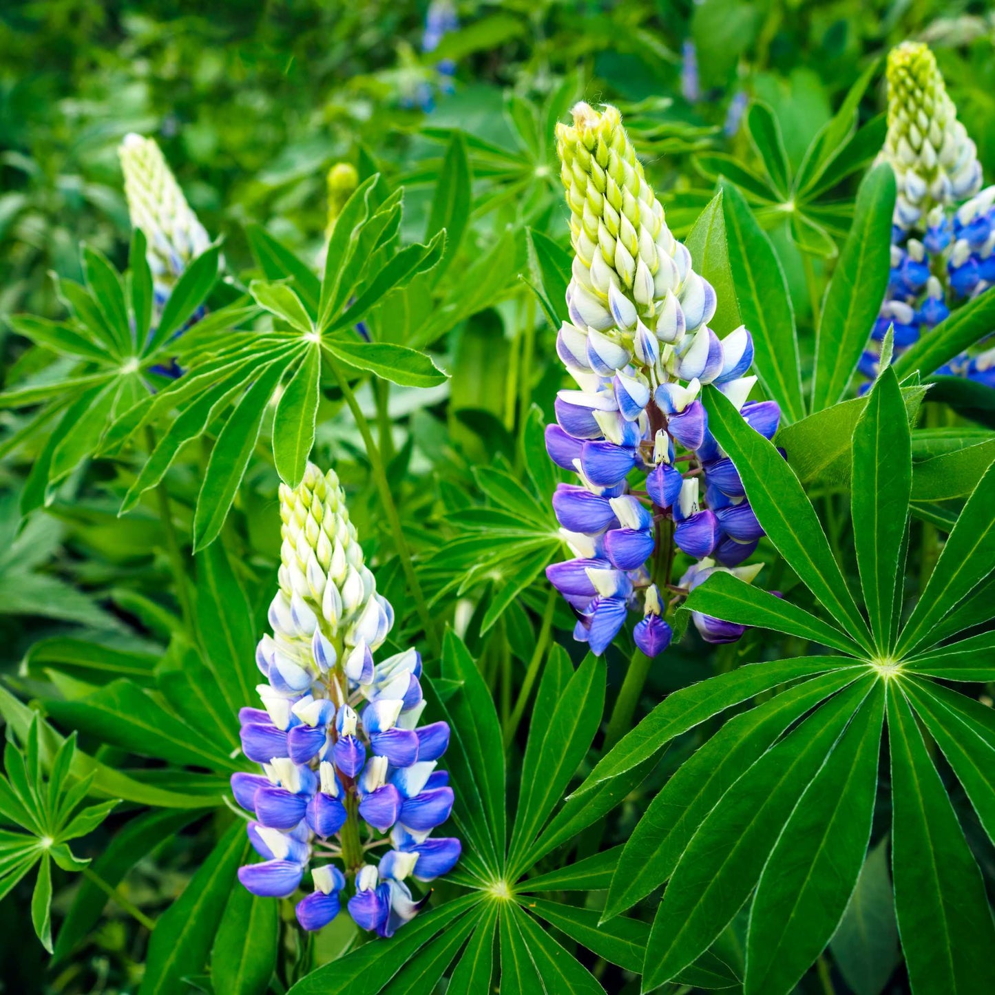 100Pcs Lupine Russel Mix Flower Seeds
