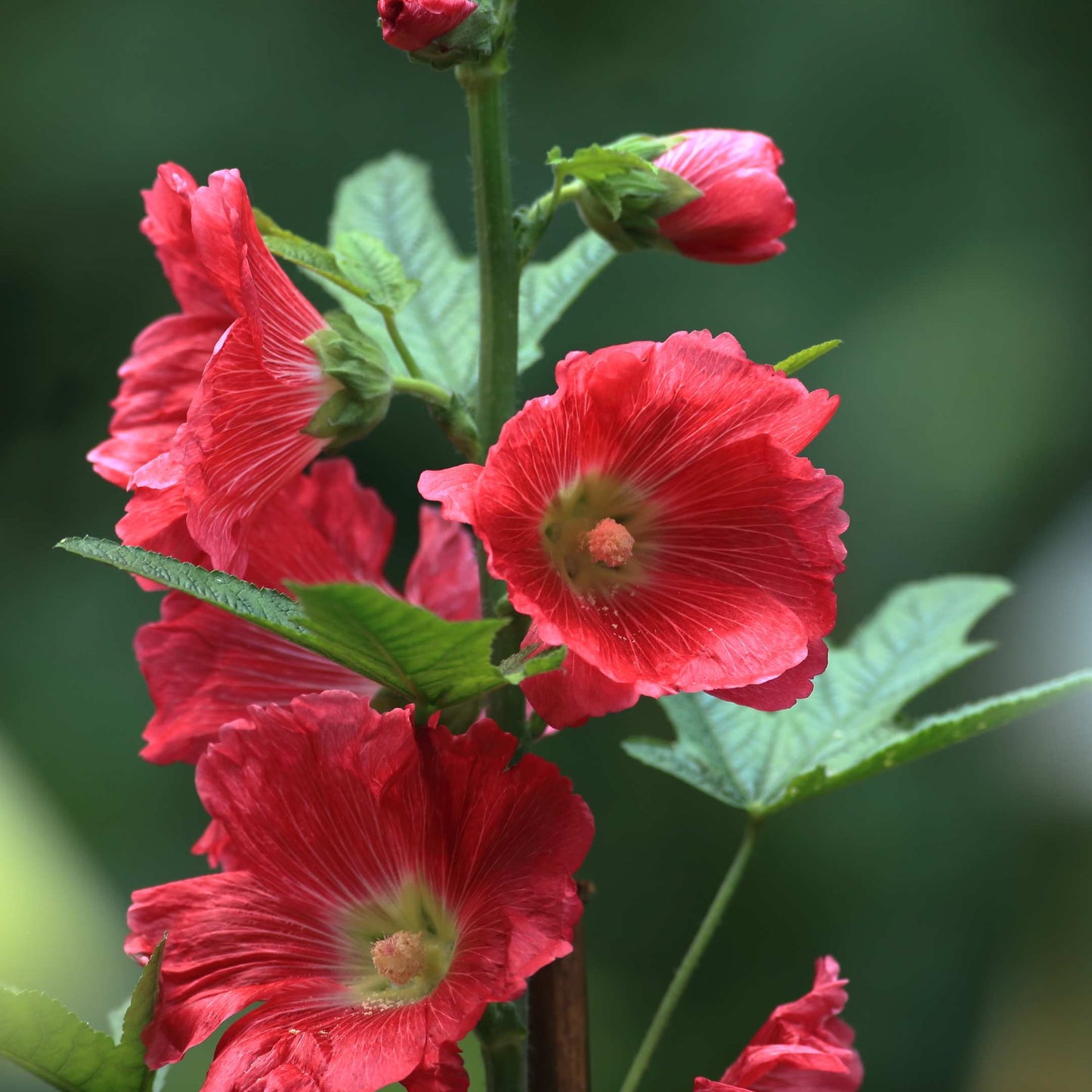 200Pcs Hollyhock Seeds Pack