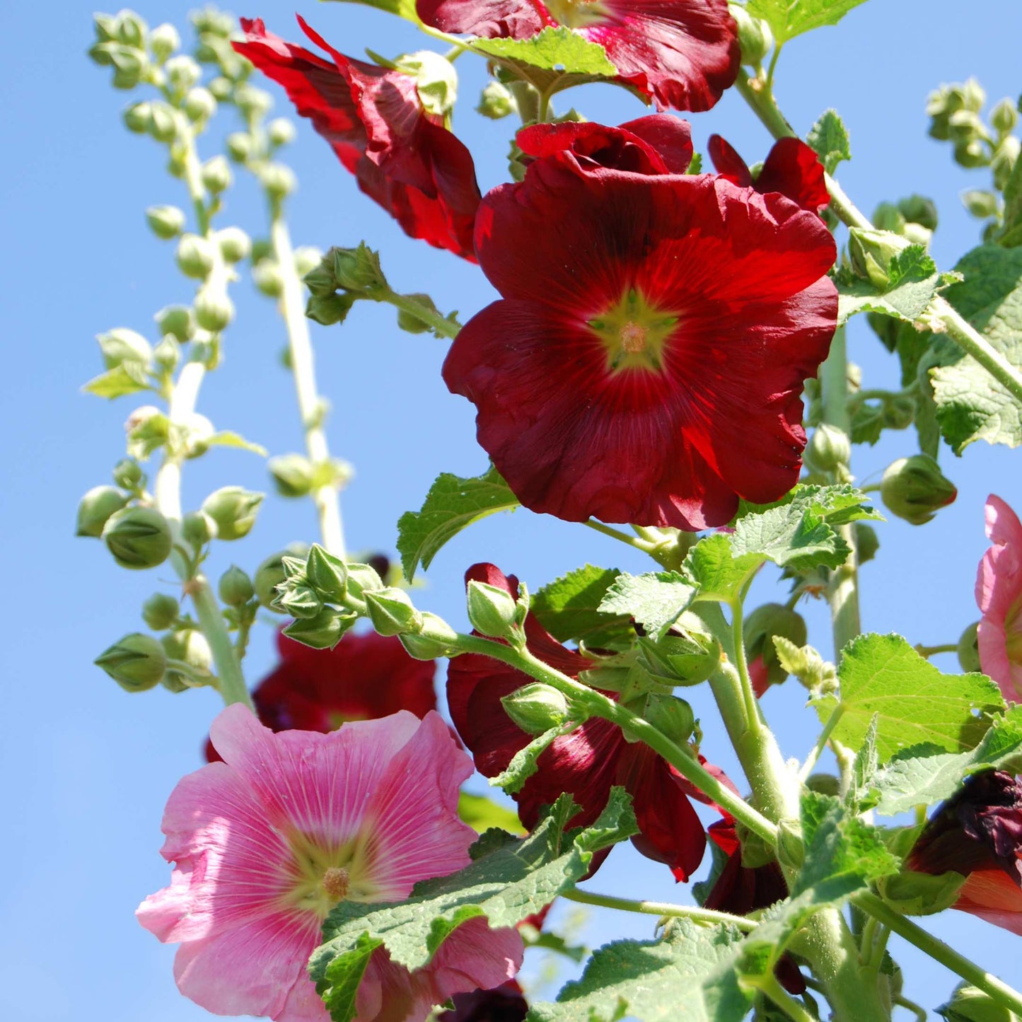 200Pcs Hollyhock Seeds Pack