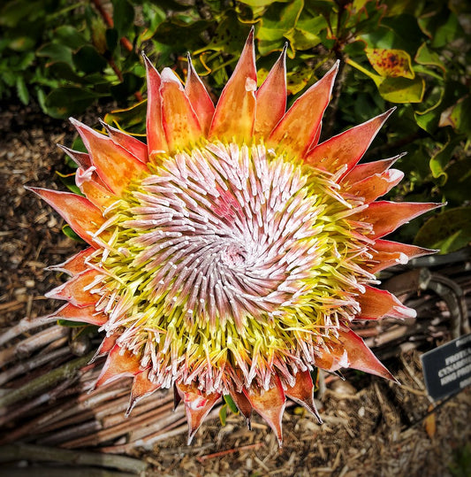 50Pcs Fresh Protea Bonsai Flower Variety Complete Seeds