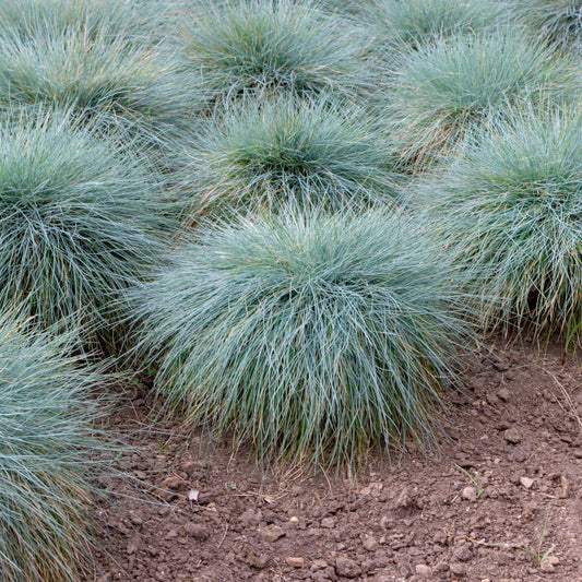 100Pcs Blue Fescue Grass Seeds