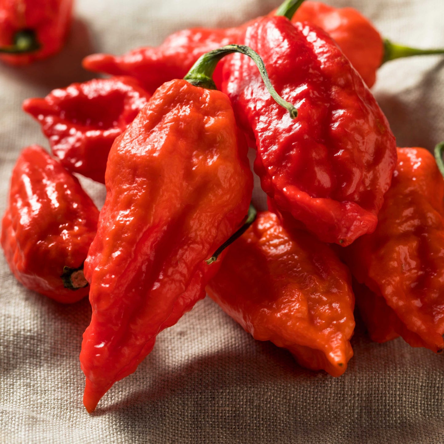 100Pcs Ghost Chili Pepper (Bhut Jolokia) Plant Seeds