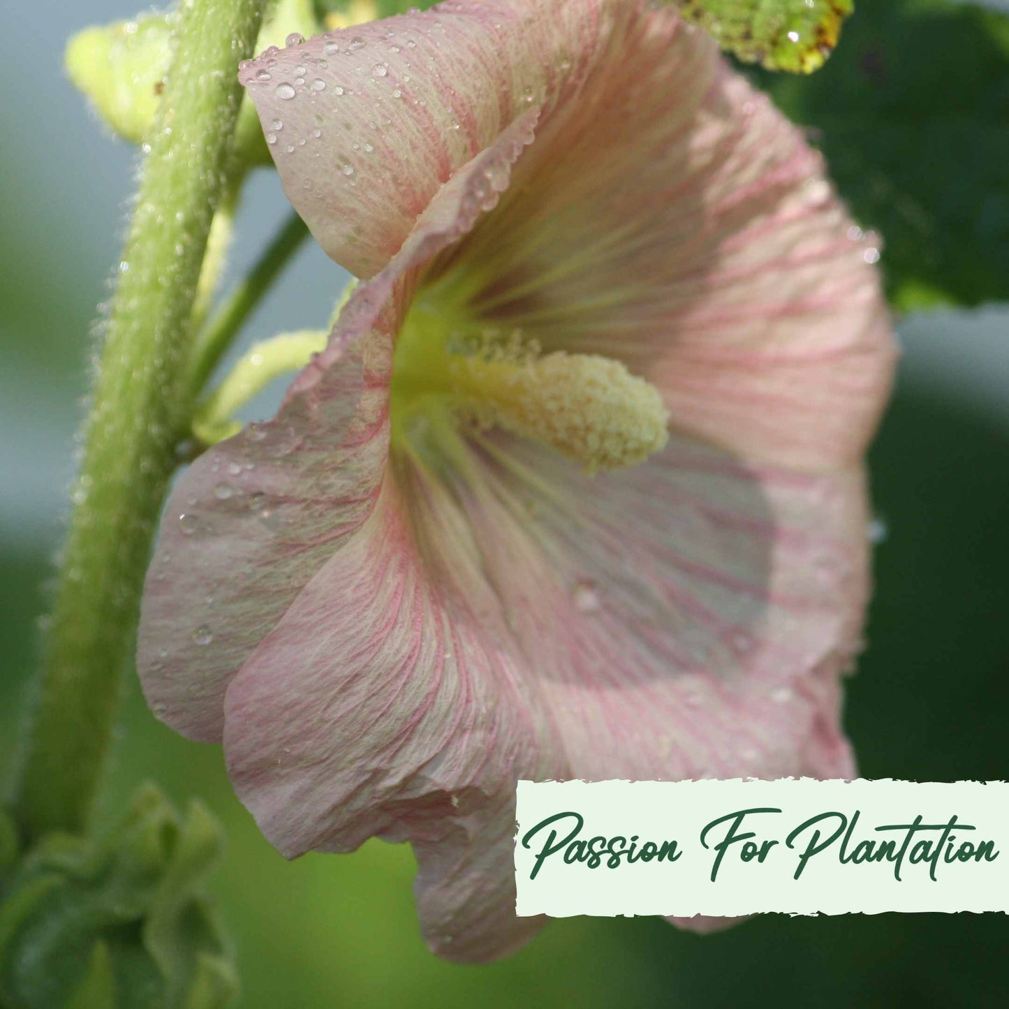 50Pcs Peach Colored Hollyhock Seeds