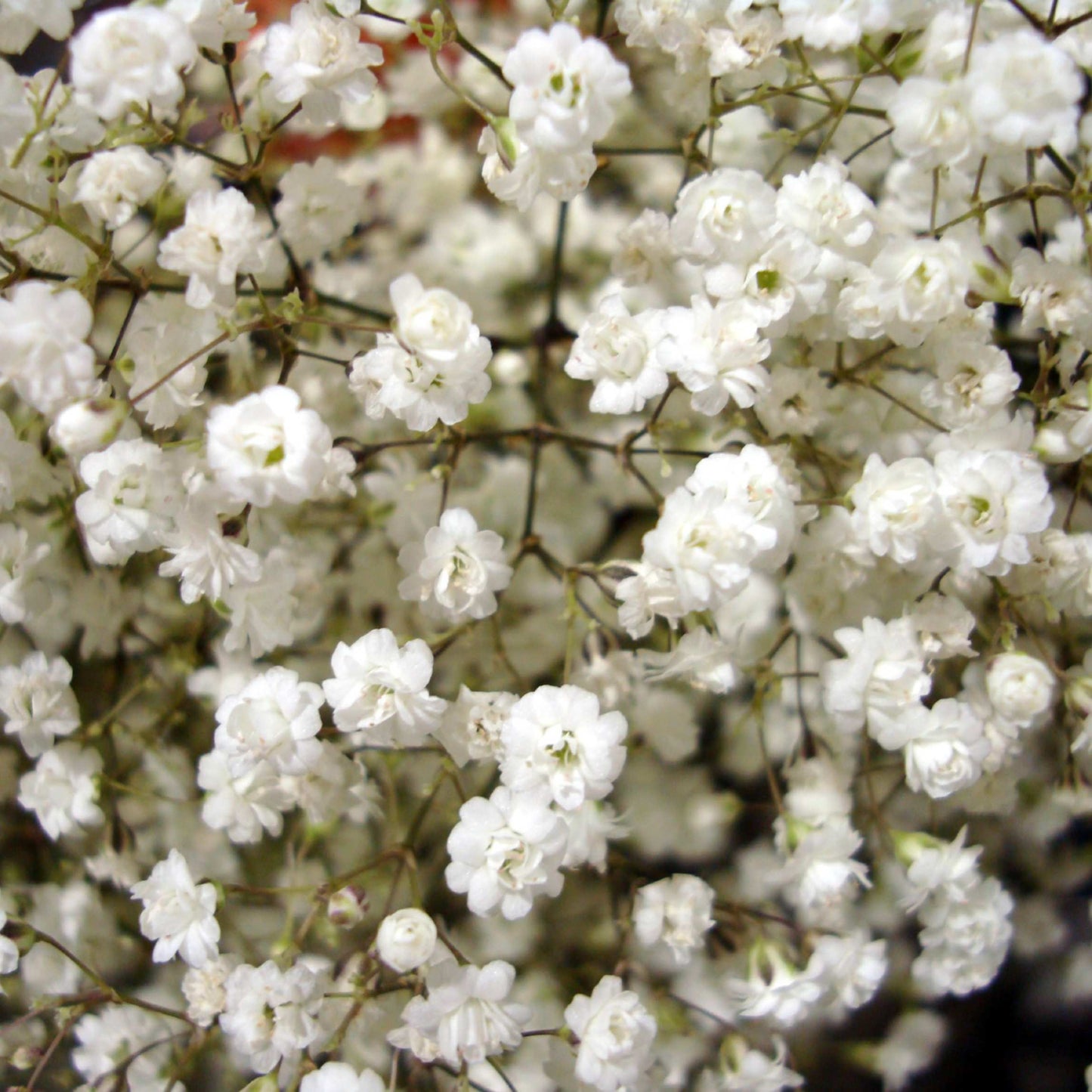 50Pcs Baby's Breath, Gypsophila Seeds