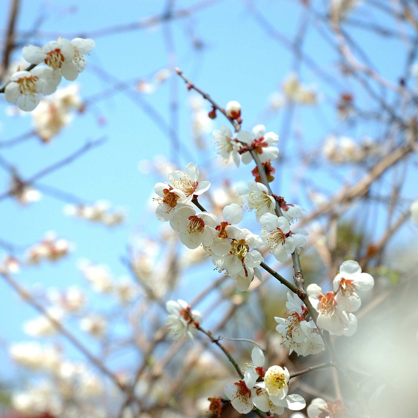 20Pcs Japanese Plum Blossom / Ume Flower Seeds