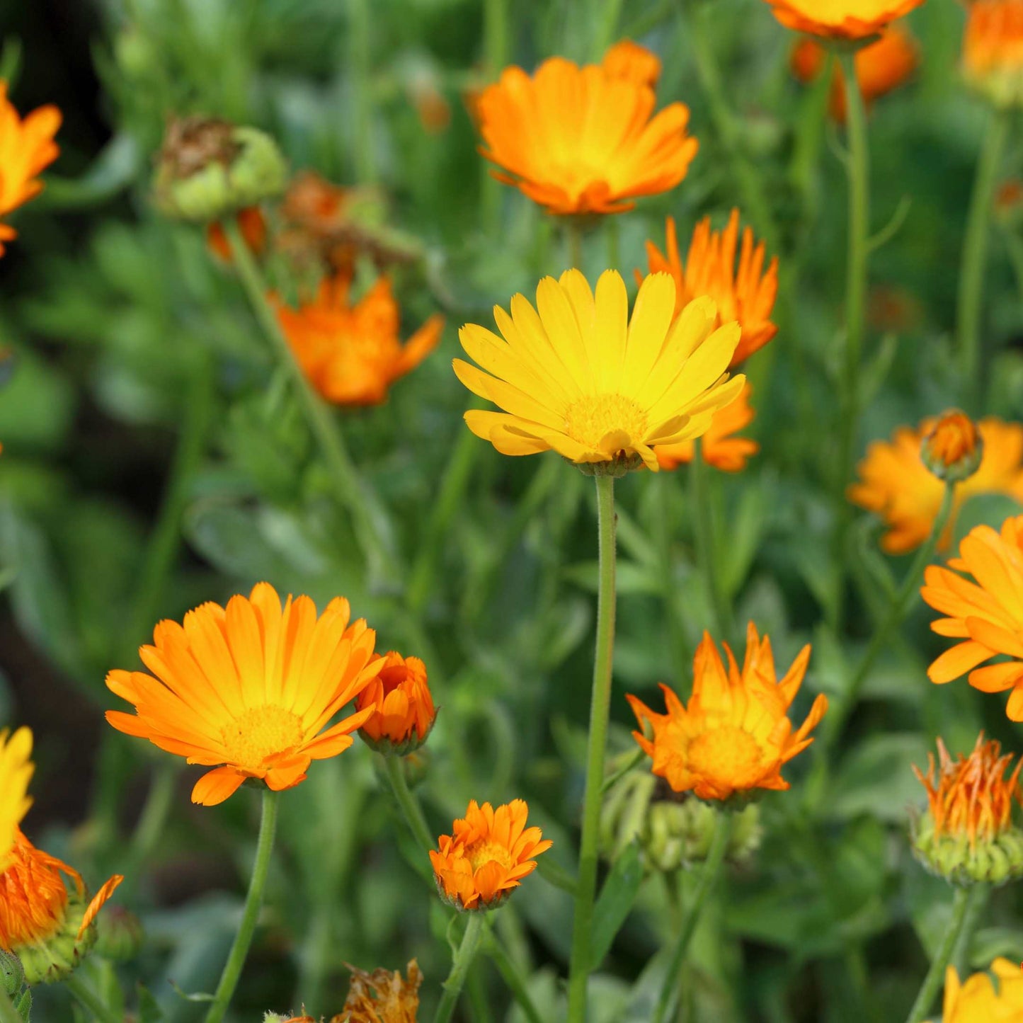 100Pcs Organic Calendula Flower Seeds Pack