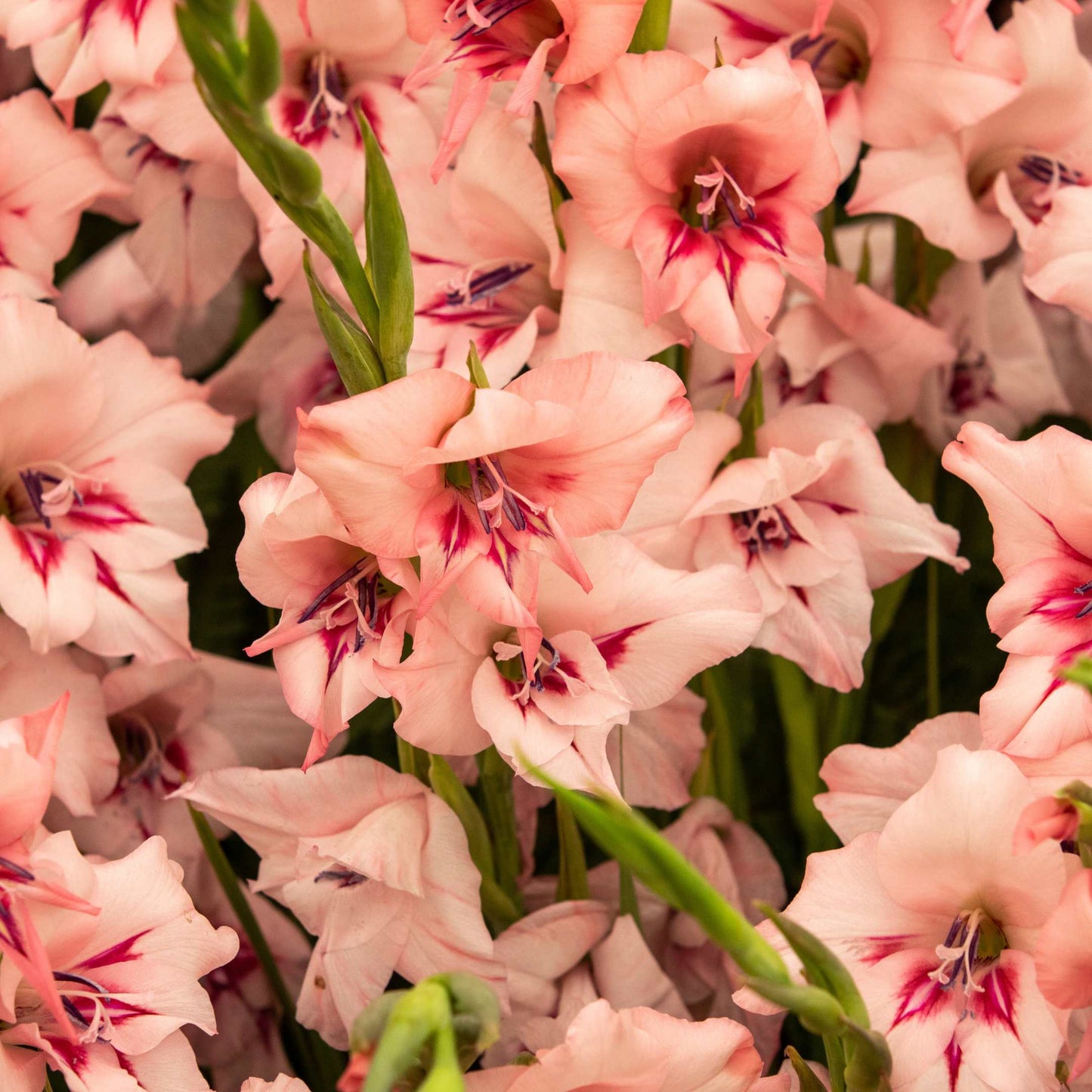 100Pcs Gladiolus Flower Seeds Pack