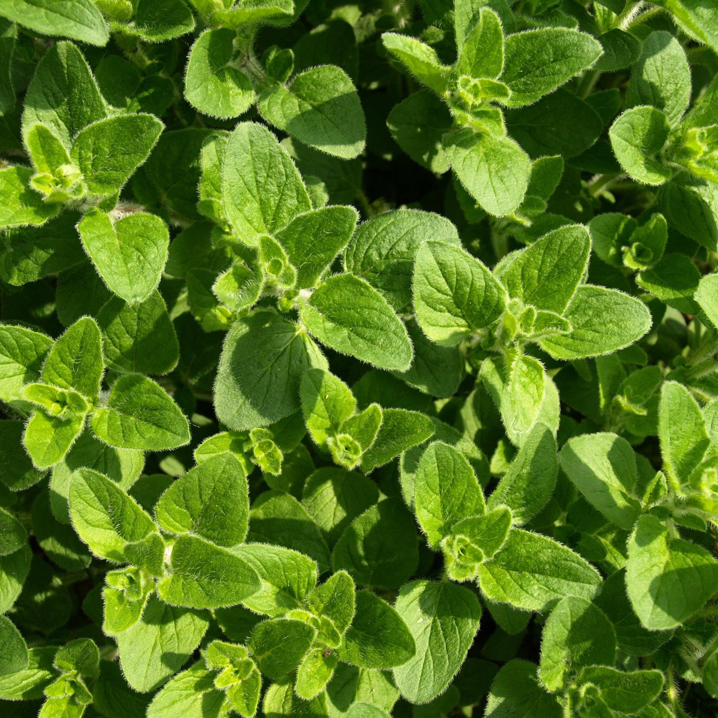 100pcs Oregano Herb Seeds