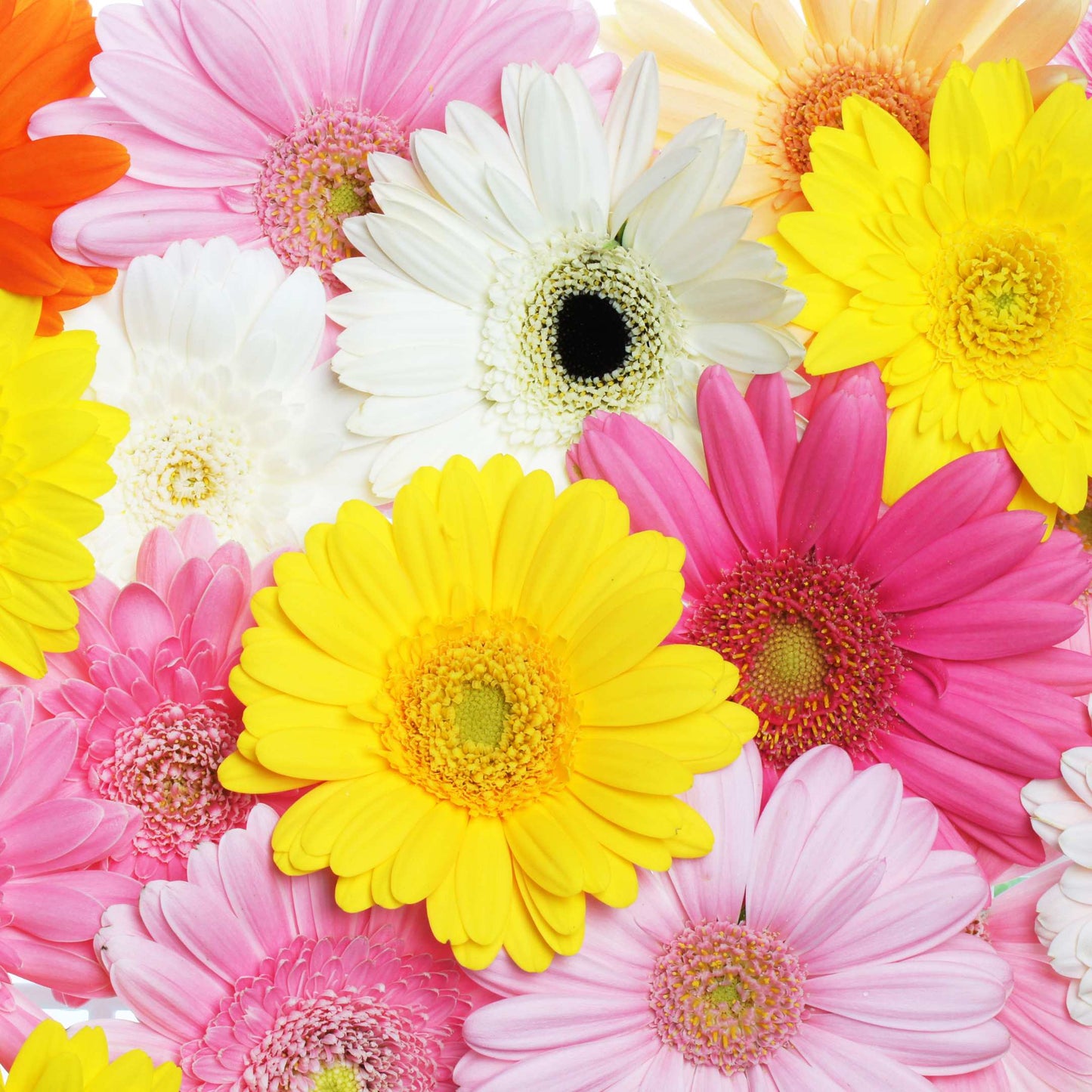 50Pcs Gerbera Daisy Flower Seeds Pack