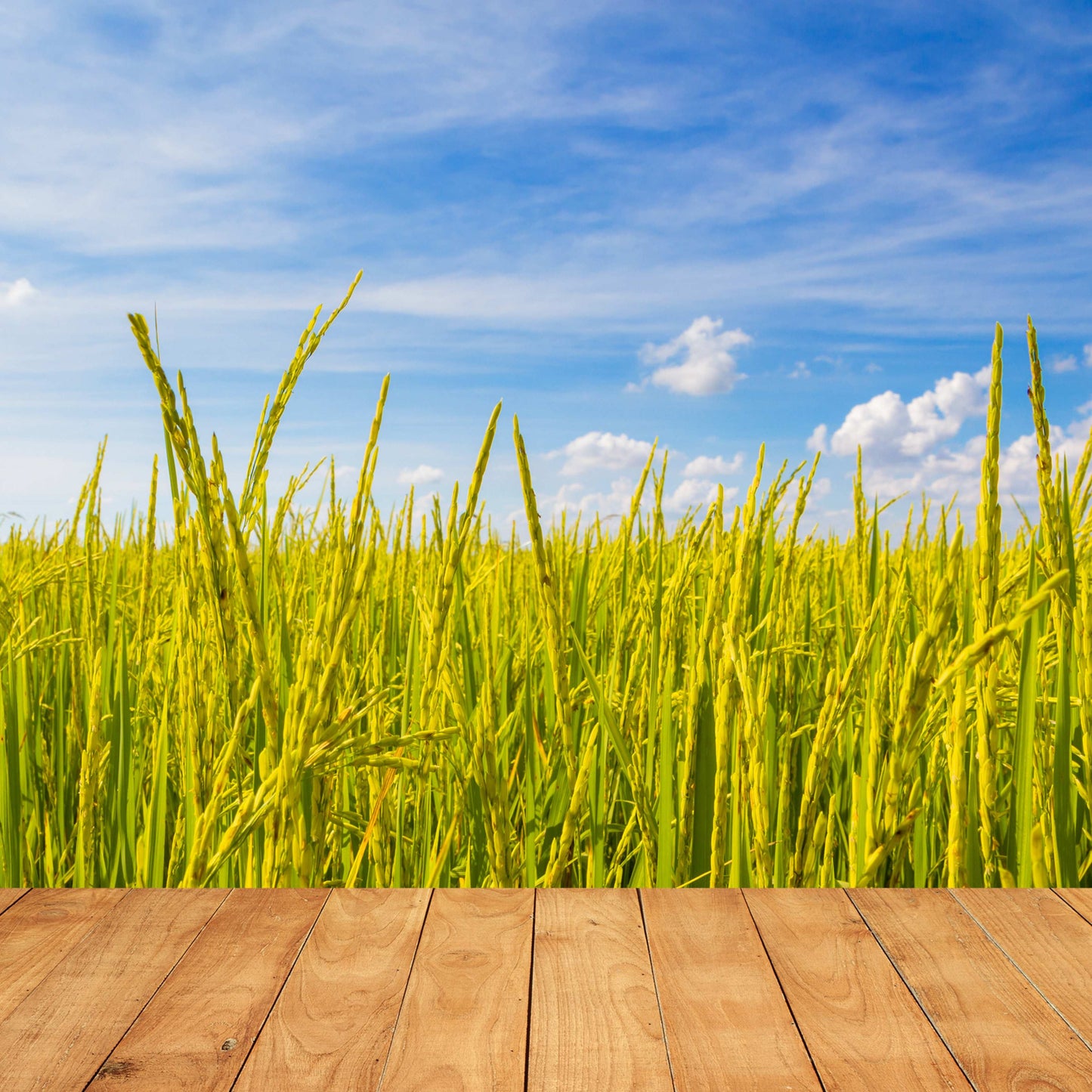 100Pcs Organic Rice Seeds