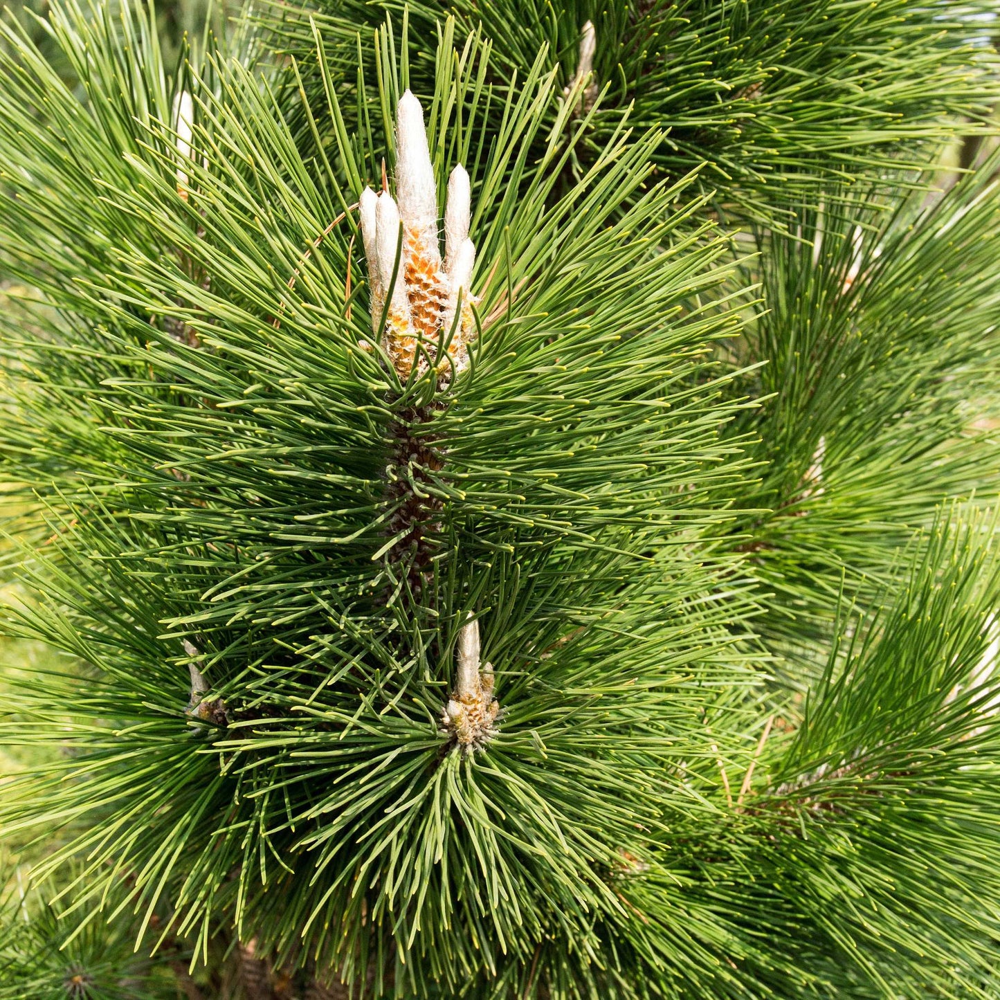 20Pcs Japanese Black Pine Seeds (For Bonsai)