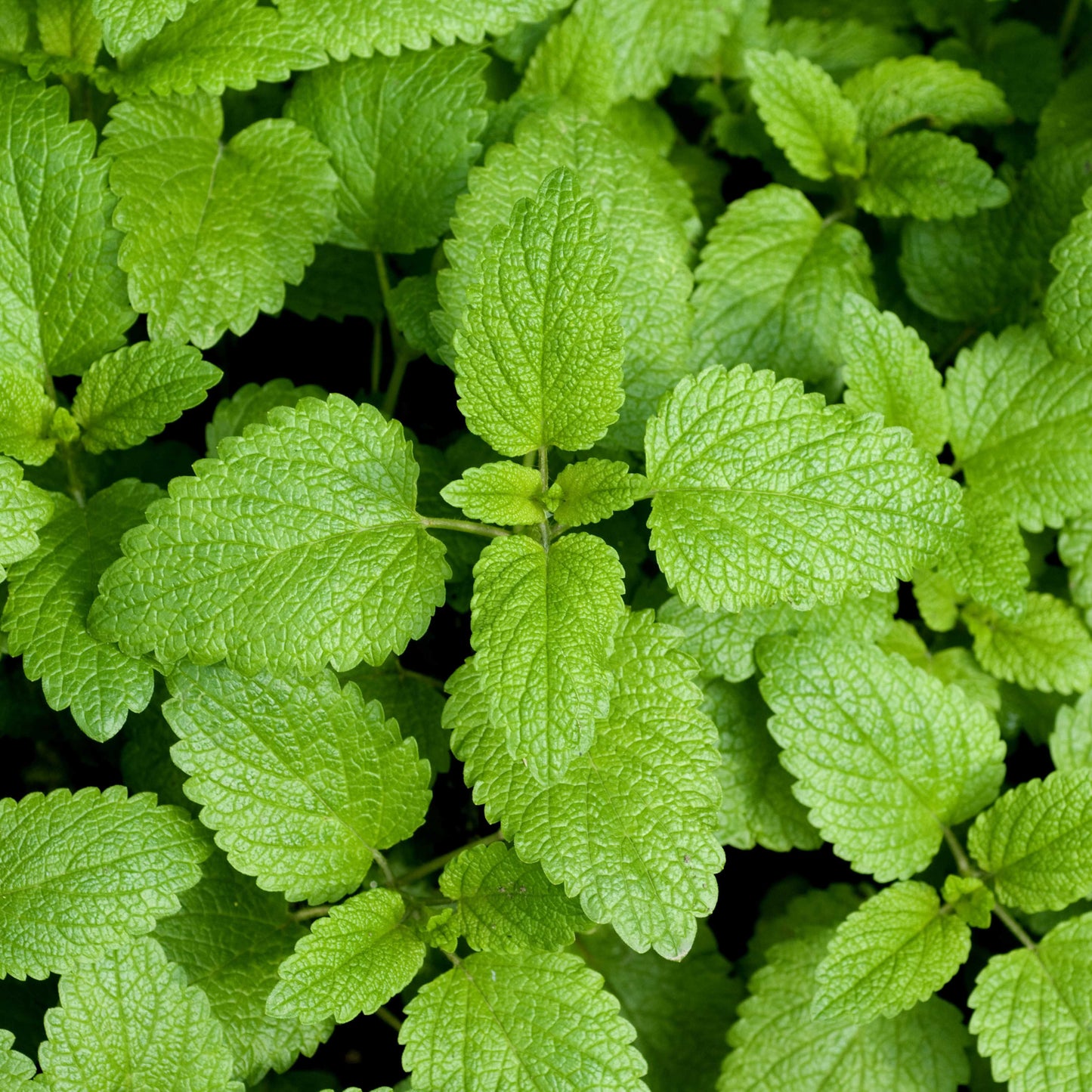 100pcs Lemon Balm Seeds (Melissa officinalis)