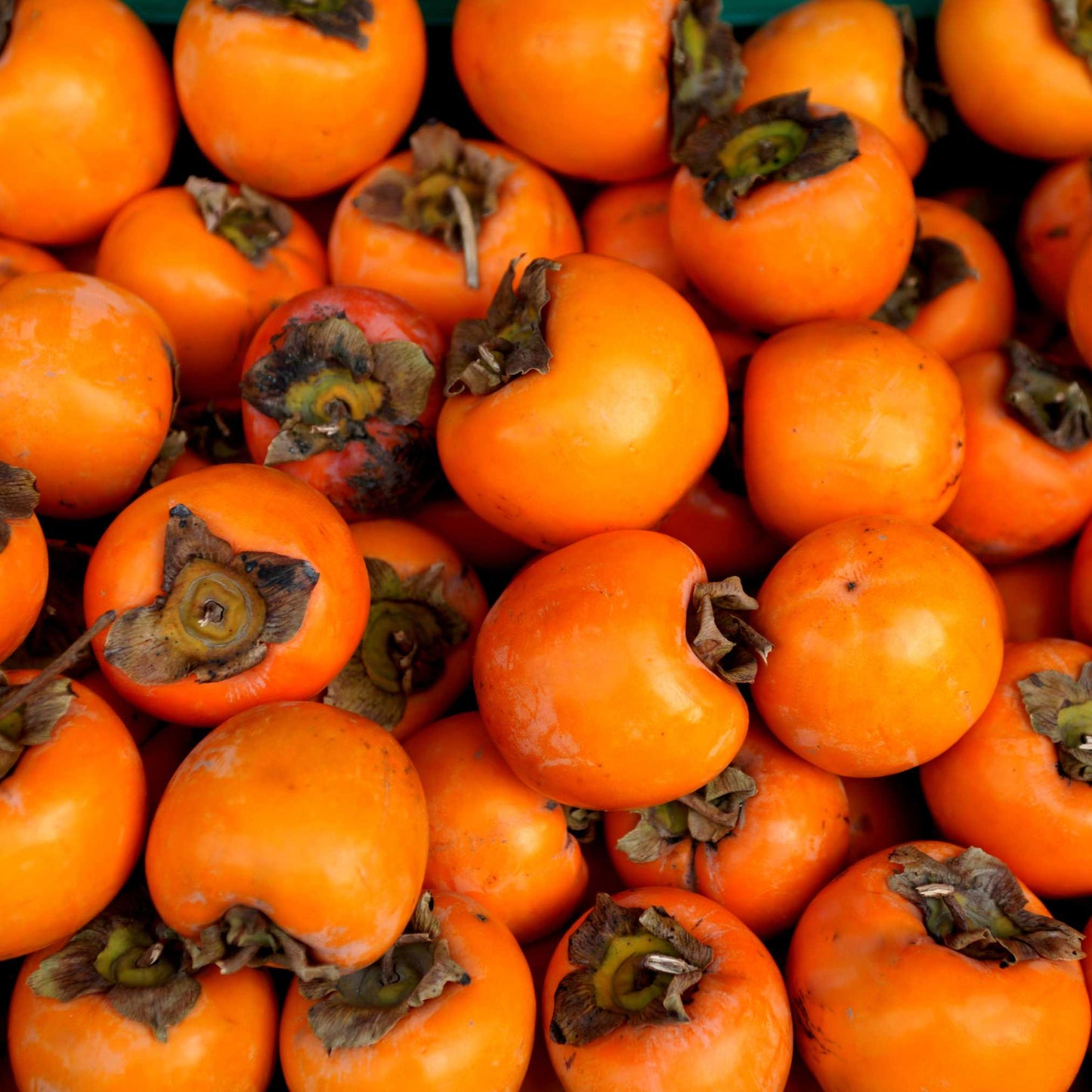 20Pcs Japanese Golden Persimmon Seeds