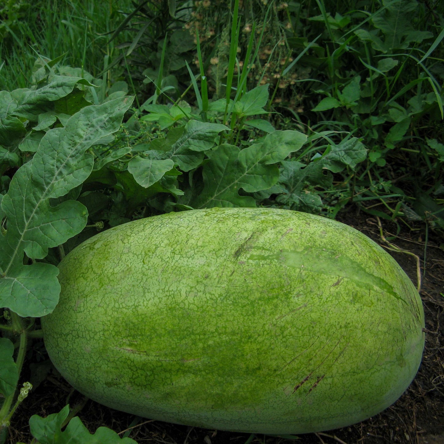 20Pcs King Watermelon Seeds