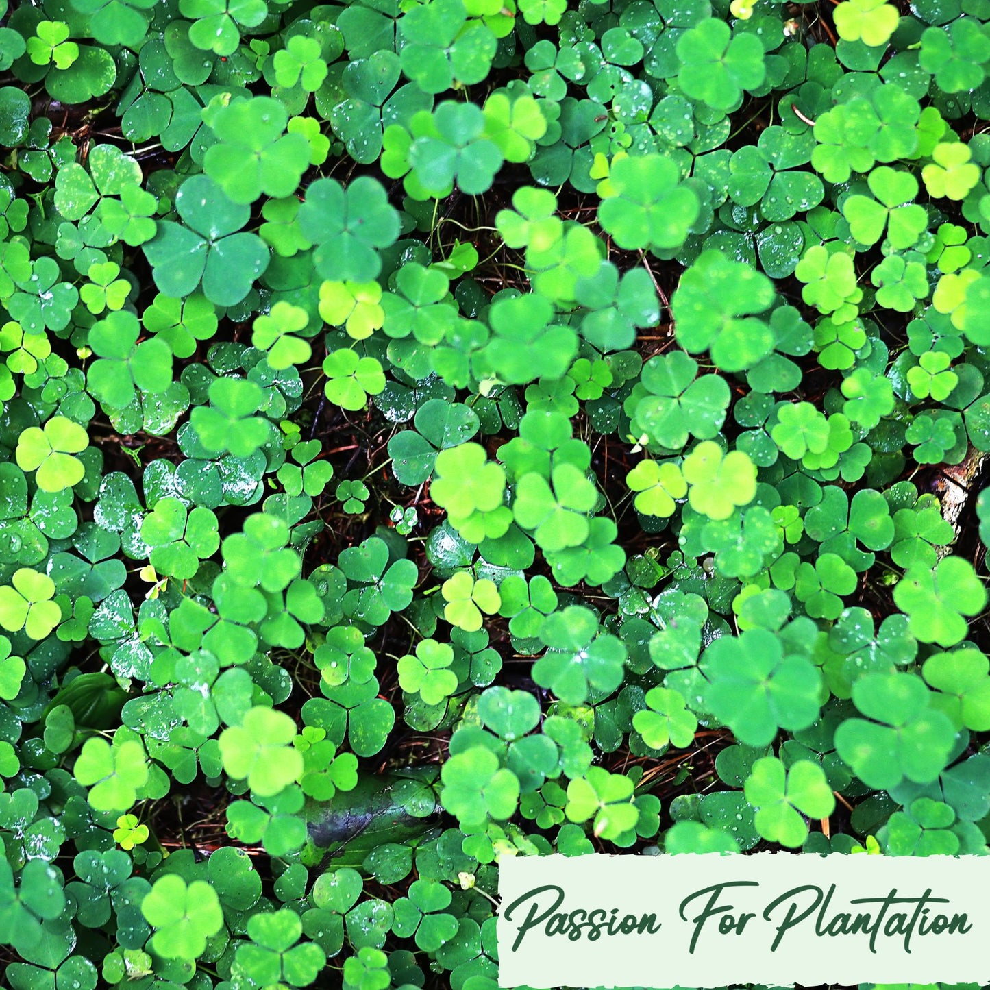 100Pcs Ethereal Four Leaf Clover Seeds