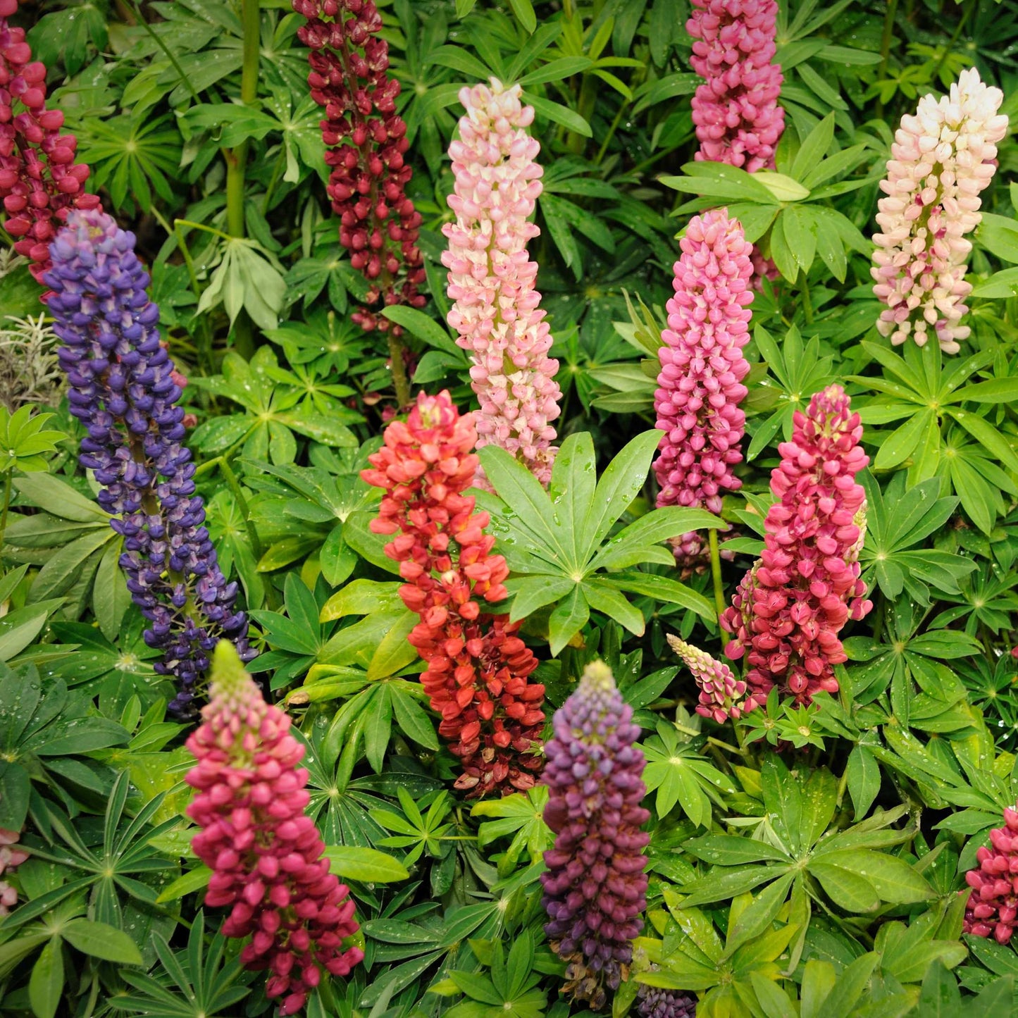 100Pcs Lupine Russel Mix Flower Seeds