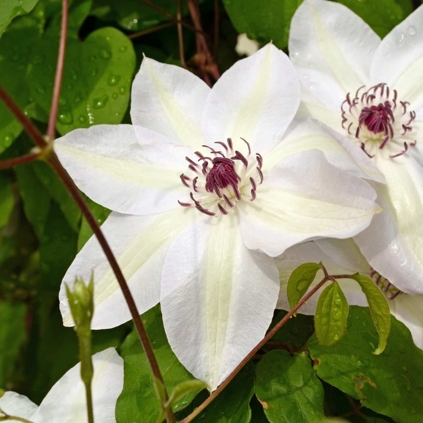100Pcs Clematis Vine Flower Seeds