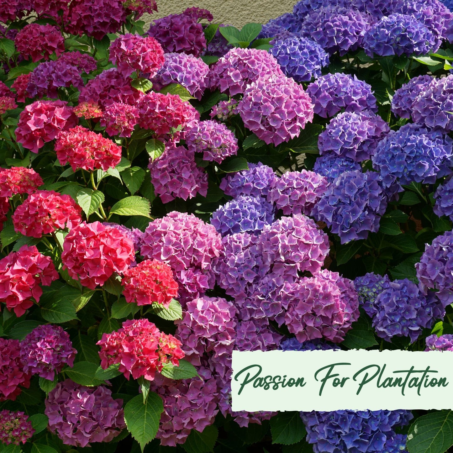 50Pc Emperor Hydrangea Flower Seeds Pack