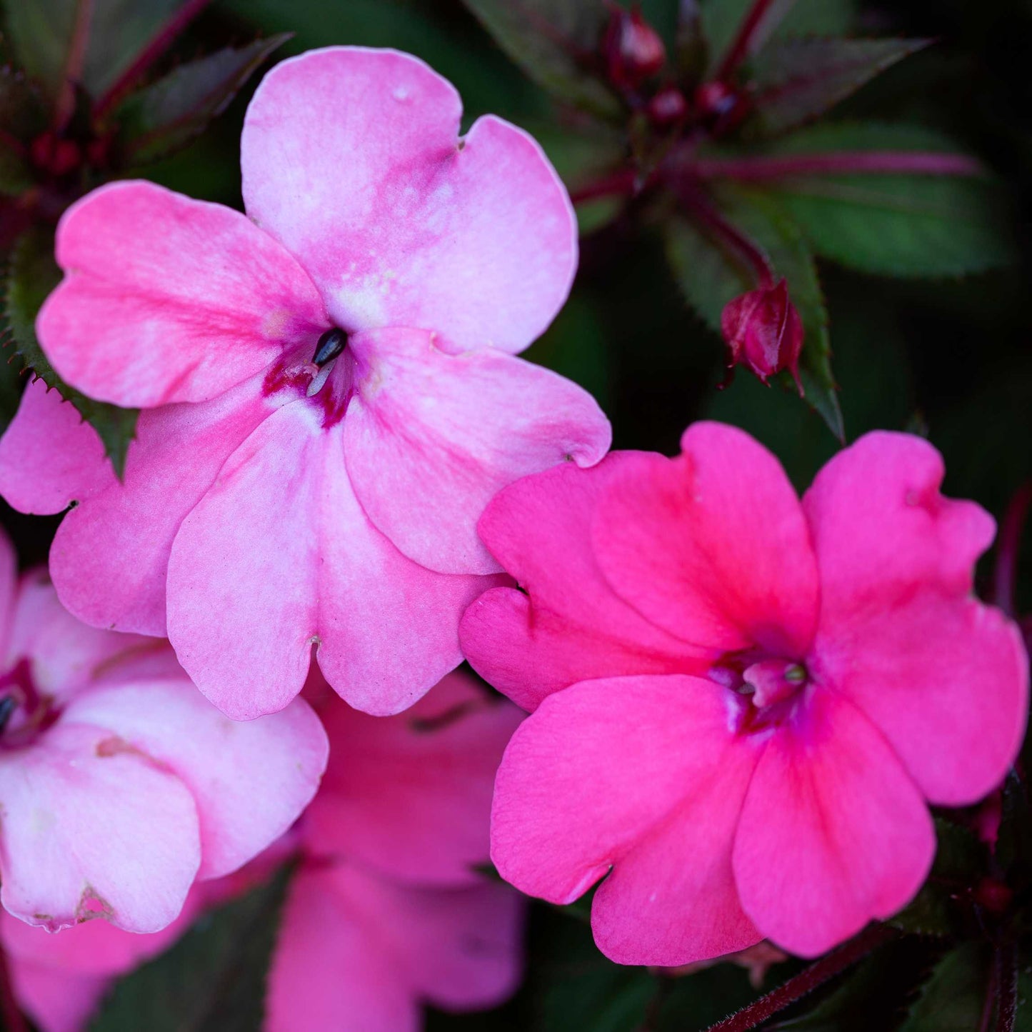 100Pcs Impatiens Flower Seeds Pack