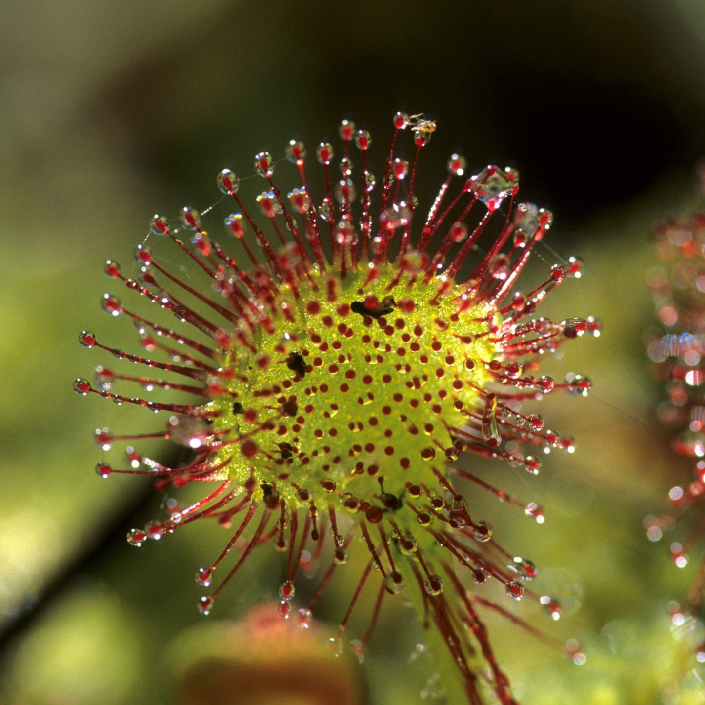 50Pcs Carnivorous Sundew Plant Drosera Flower Seed