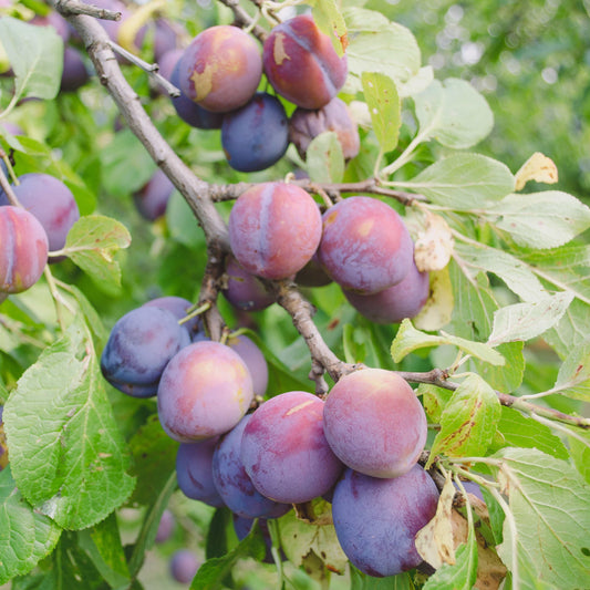 10Pcs Plum Tree Seeds, Fruit Tree, Easy To Grow