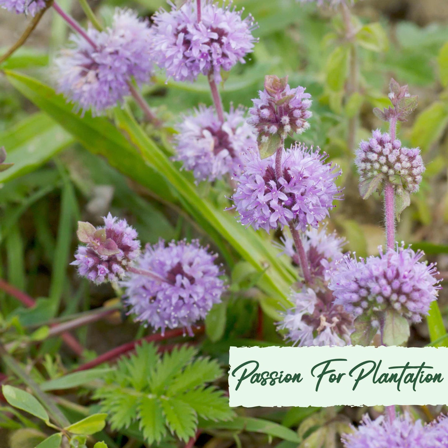 100Pcs Pennyroyal Mint Herb Seeds