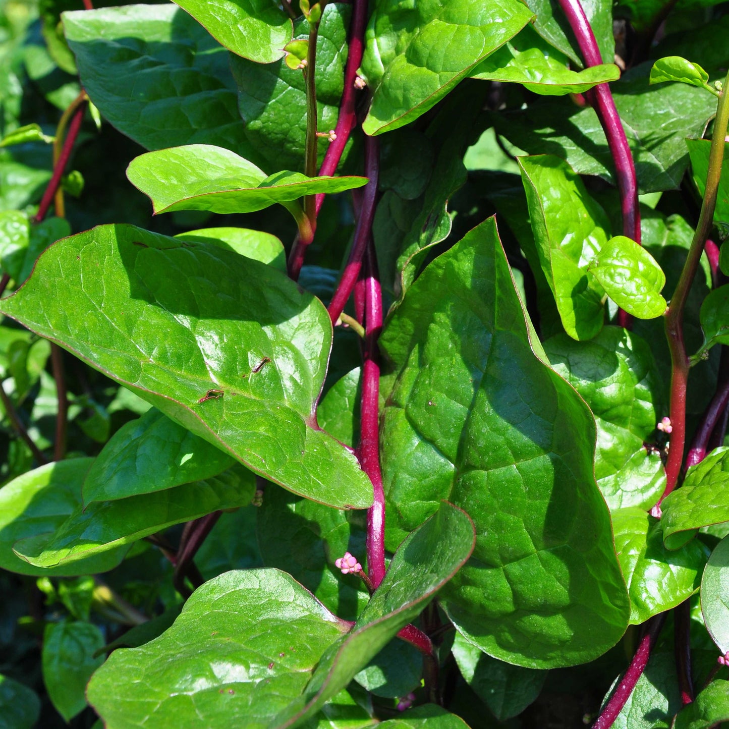 200Pcs Malabar Spinach Seeds