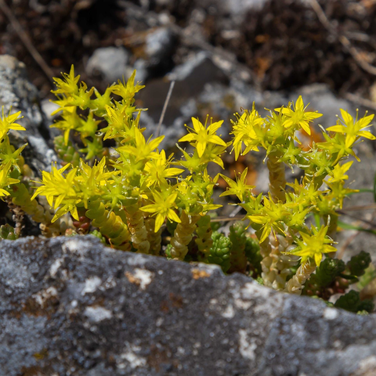 100Pcs Goldmoss Sedum (Sedum acre) Seeds