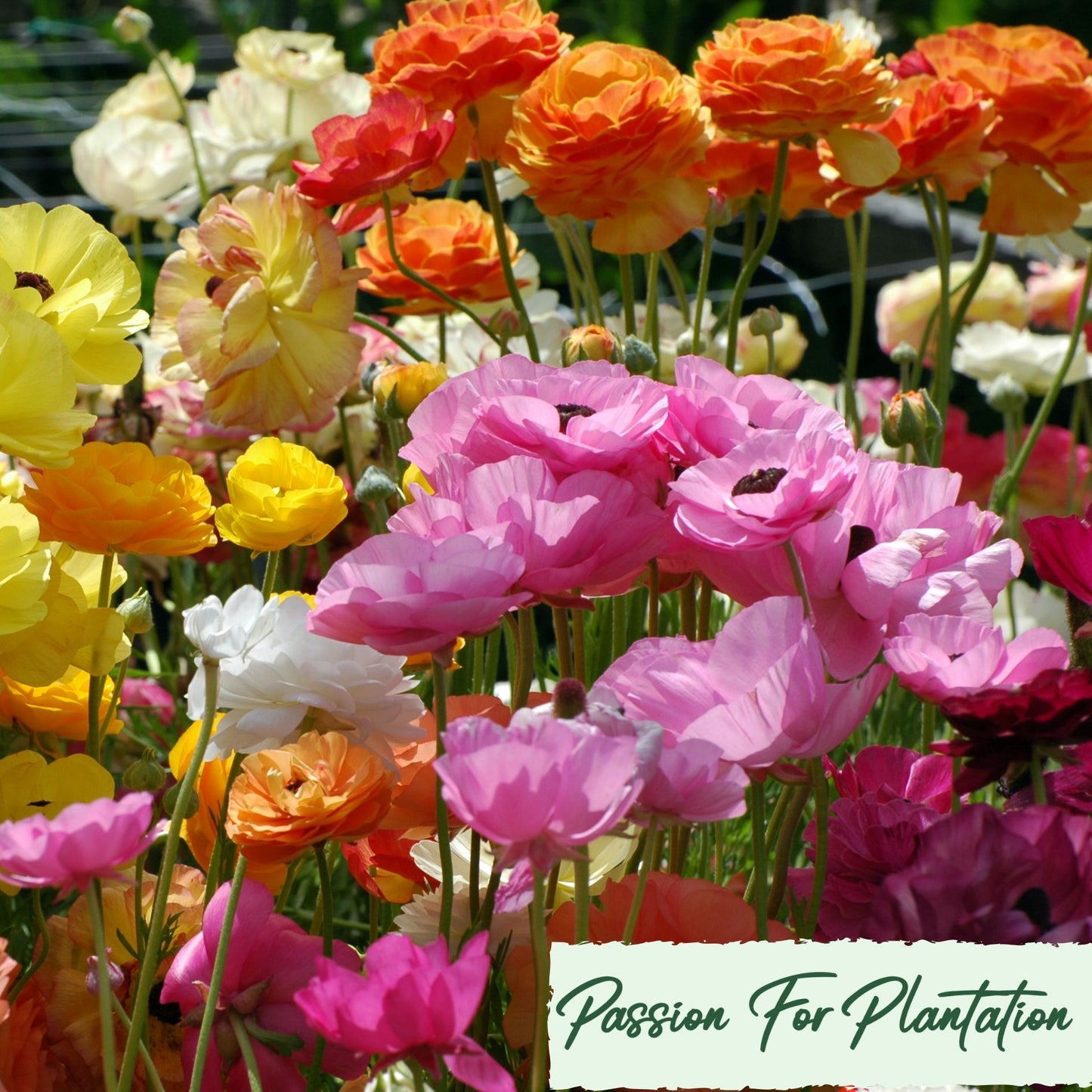 100Pcs Royal Ranunculus Asiaticus Seeds