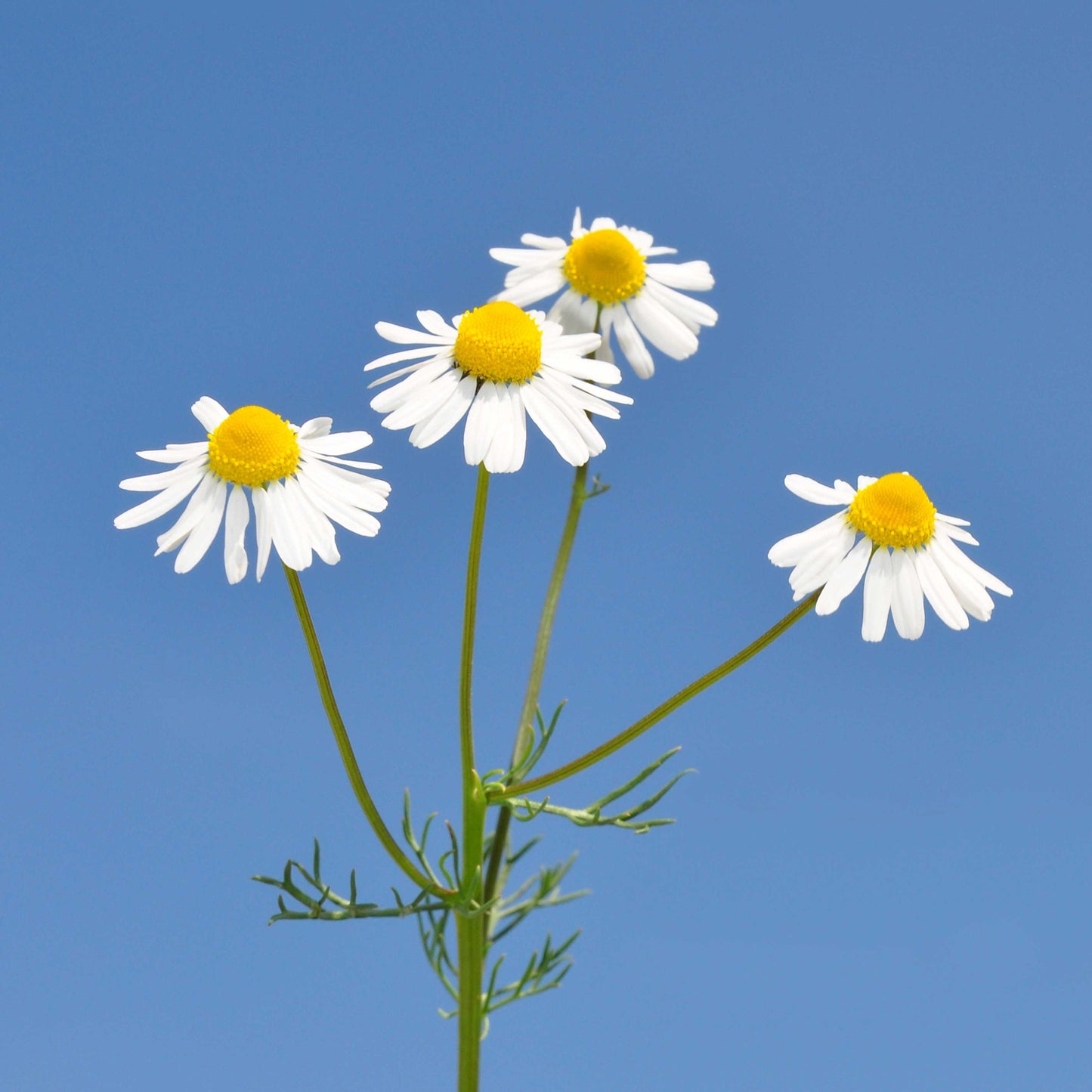 100Pcs German Chamomile Seeds