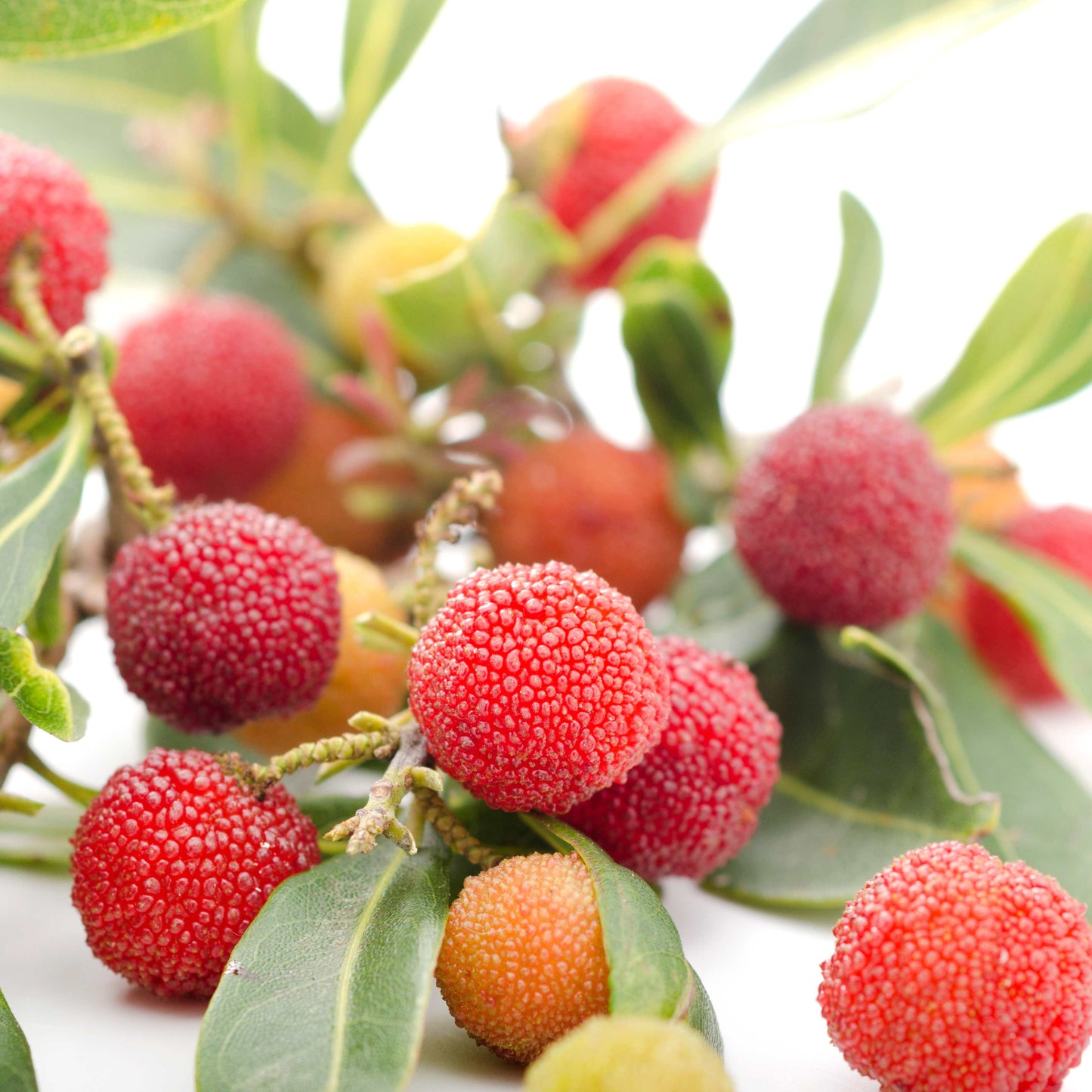 5Pcs Yangmei (Bayberry) Plant Seeds
