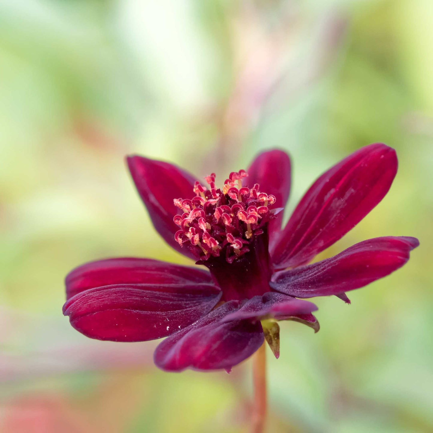 100Pcs Chocolate Cosmos Flower (Atrosanguineus) Seeds