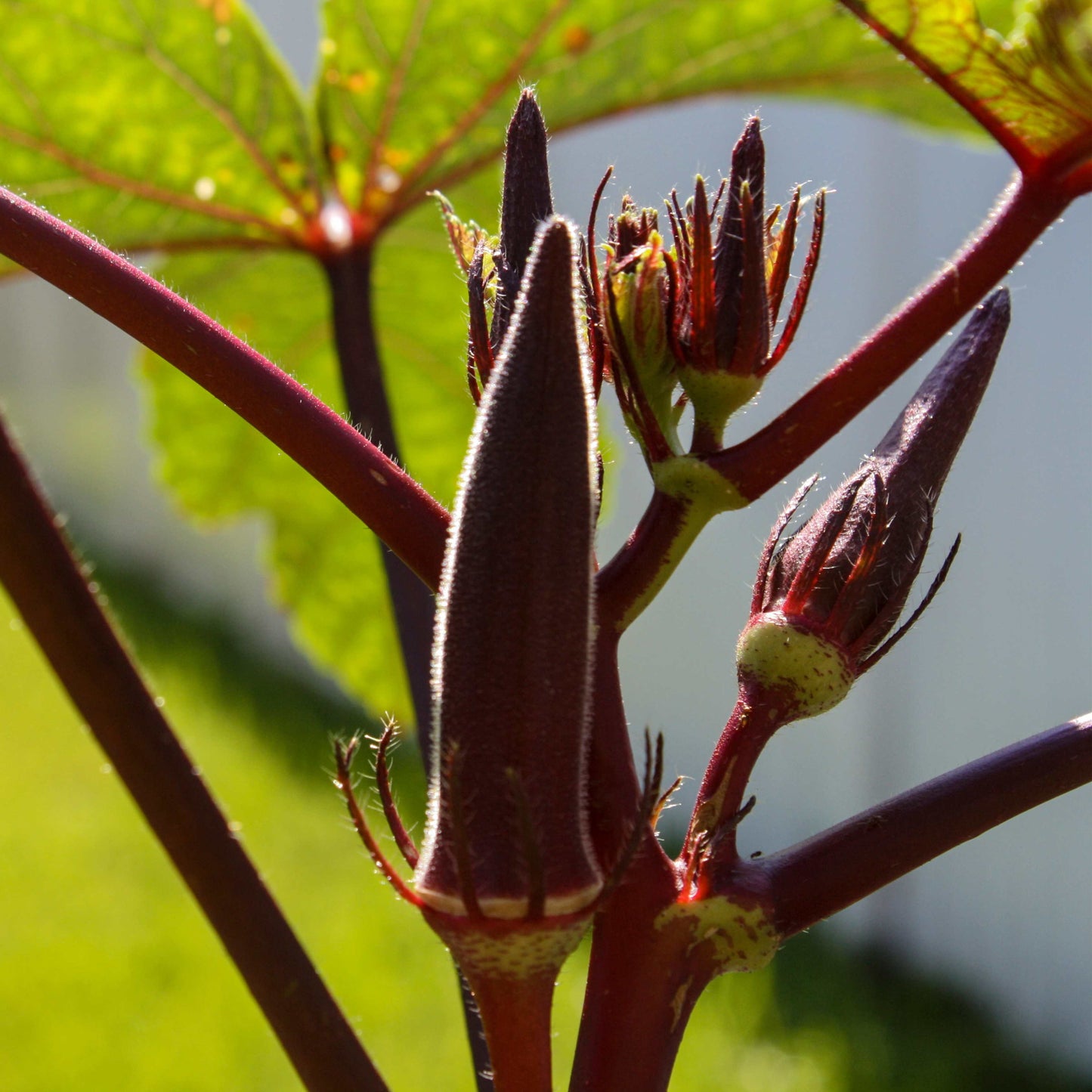 20Pcs Red Okra Seeds