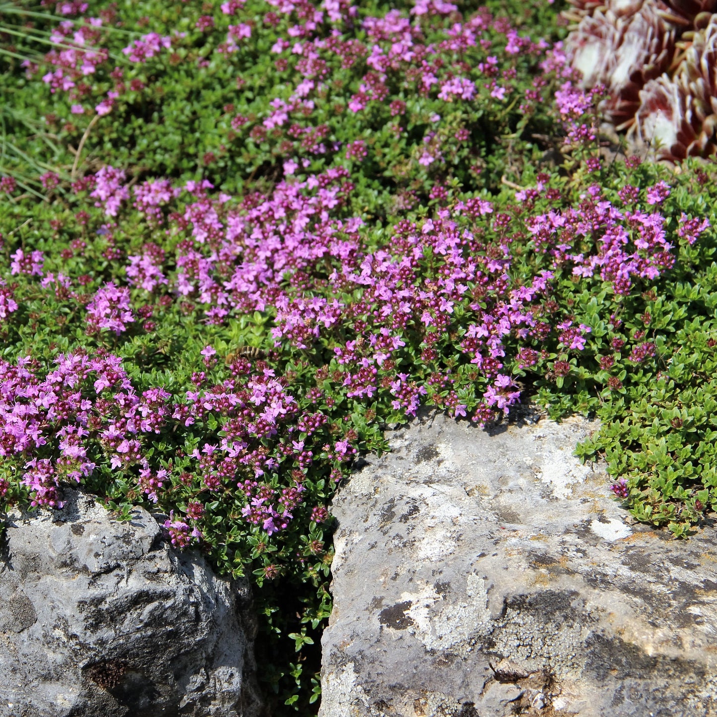 BULK 1,200 Creeping Thyme Magic Carpet Seeds (Thymus Serpyllum) Seeds