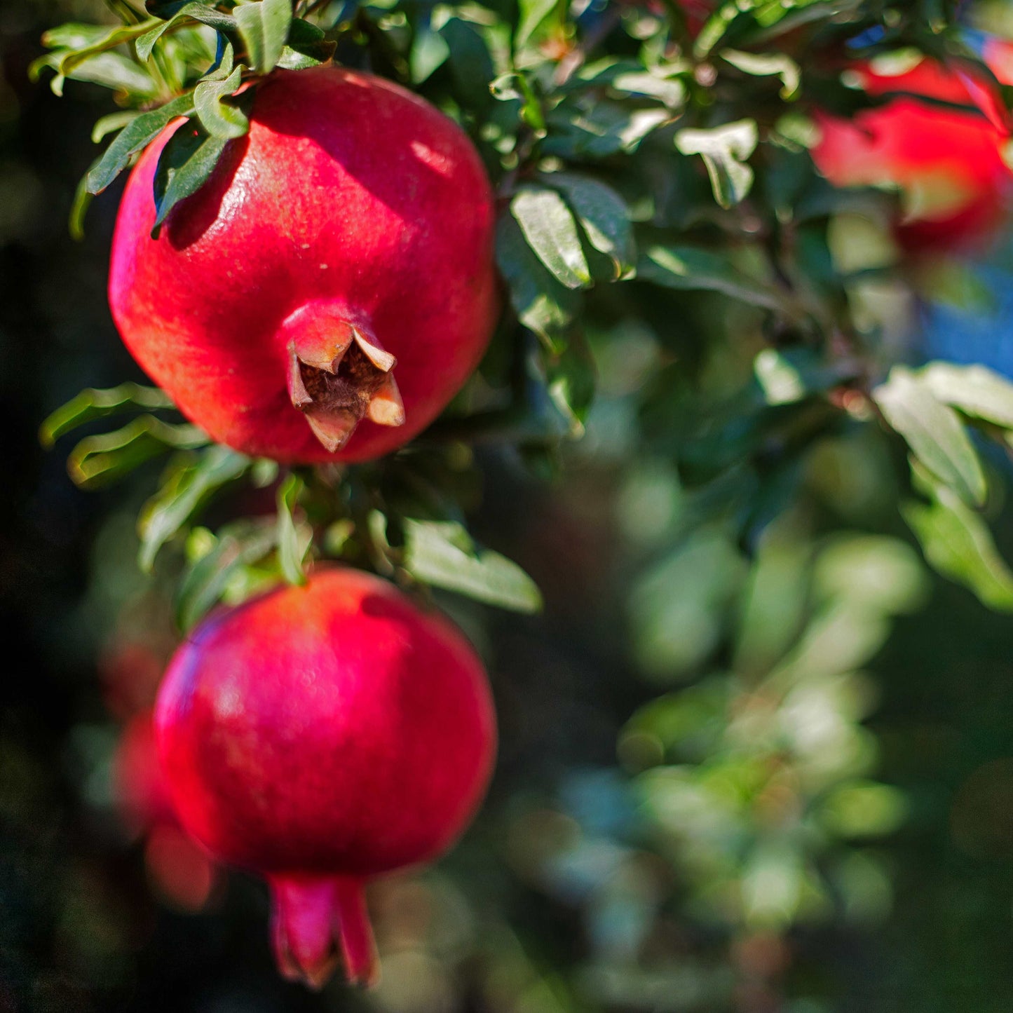 20Pcs Red Jewel Pomegranate Tree Seeds