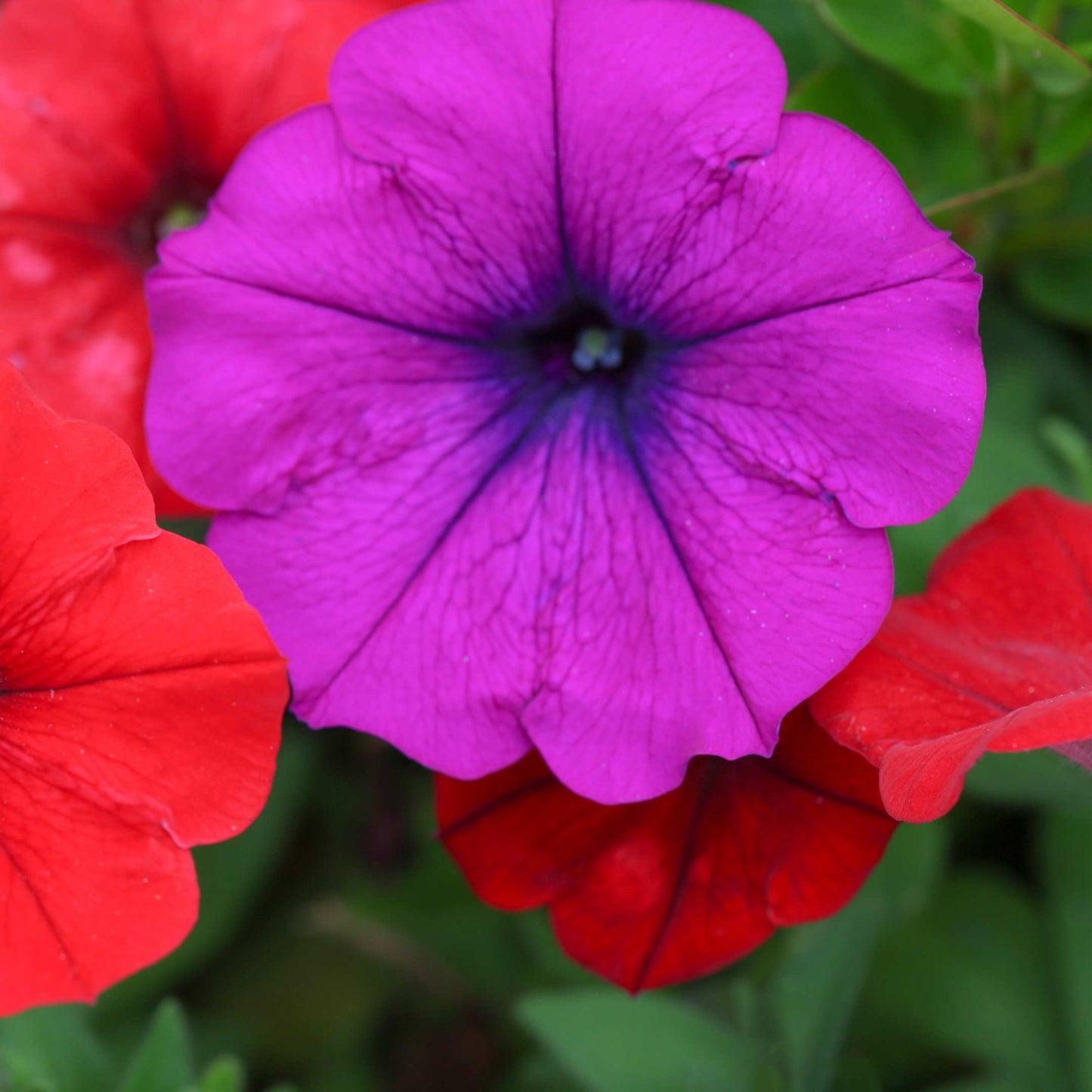 50Pcs Mixed Colors Petunia Seeds